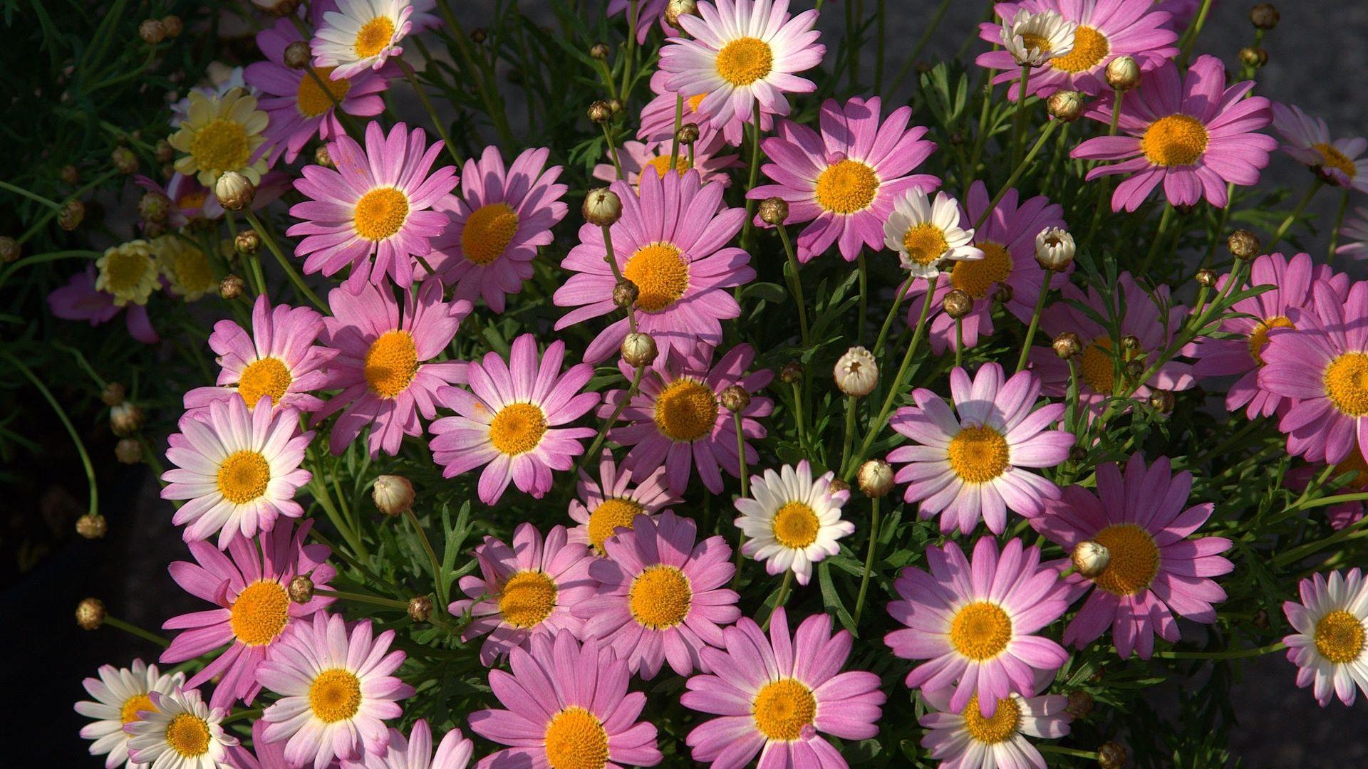 1920x1080 Free download pink daisy HD wallpaper for your desktop background or desktop [1920x1199] for your Desktop, Mobile & Tablet. Explore Pink Daisy Desktop Wallpaper. Gerber Daisy Wallpaper for Computers