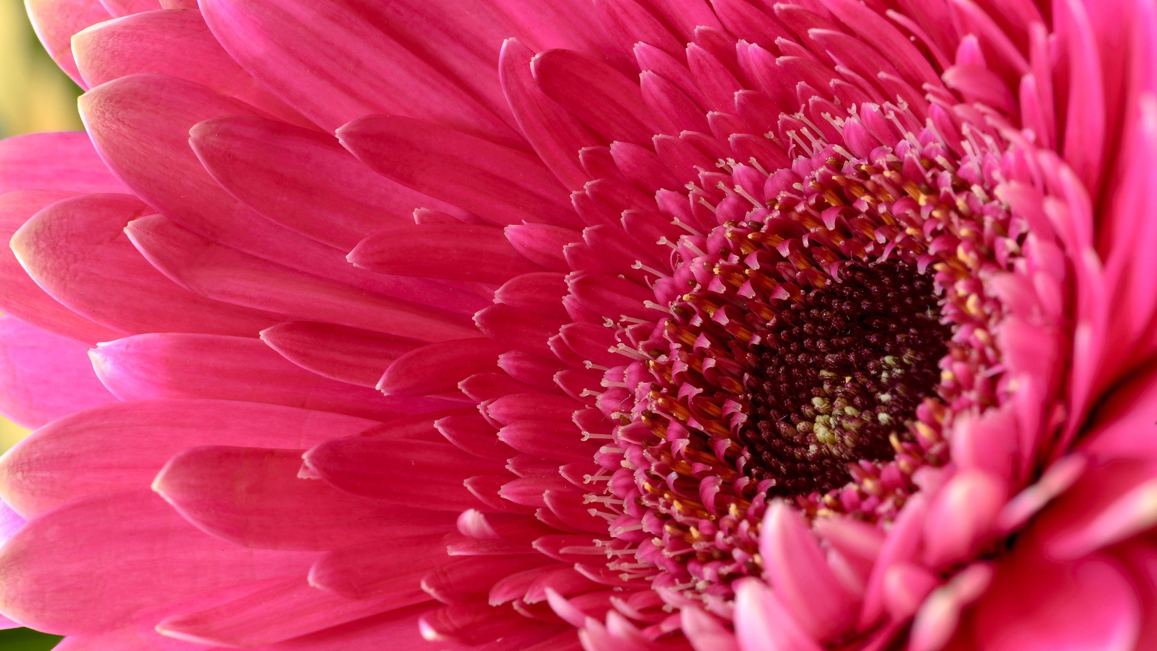 3840x2160 Gerbera Daisy 4K Wallpaper, Daisy flower, Pink Daisy, Pink flower, 5K, Flowers