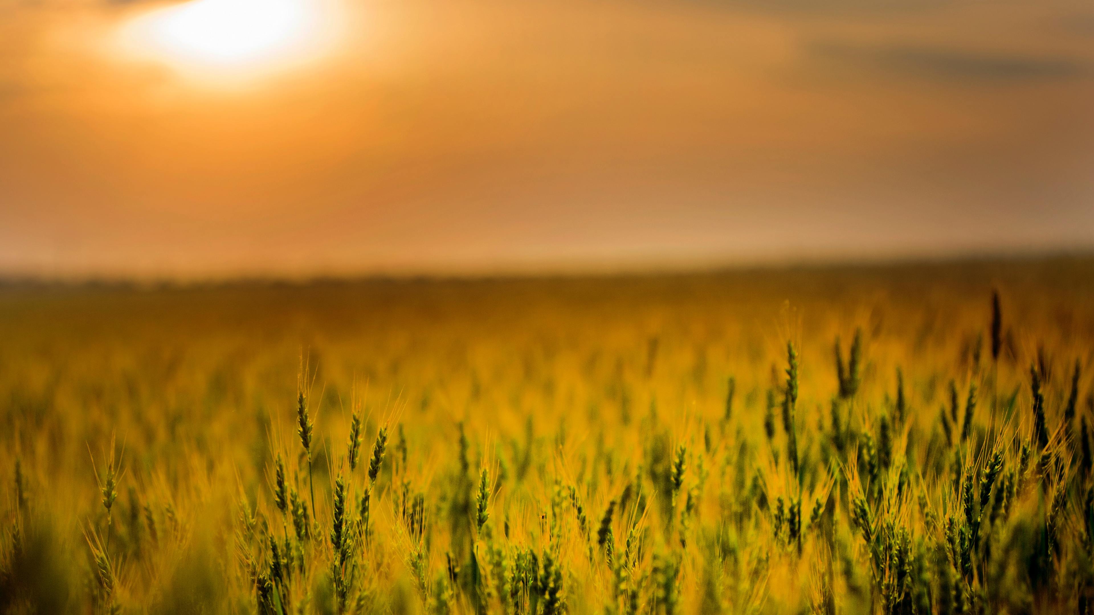 3840x2160 Wallpaper 4k Yellow Green Field During Sunset 4k 4k Wallpaper, Field Wallpaper, Grass Wallpaper, Hd Wallpaper, Nature Wallpaper, Photography Wallpaper, Sunset Wallpaper