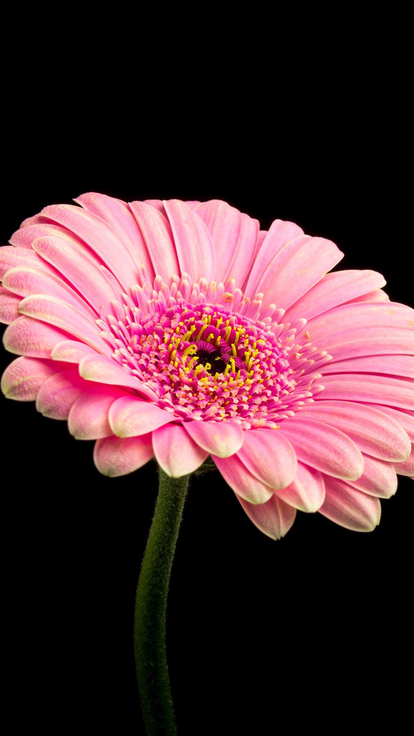 1440x2560 Pink Daisy Flower 4K Wallpaper