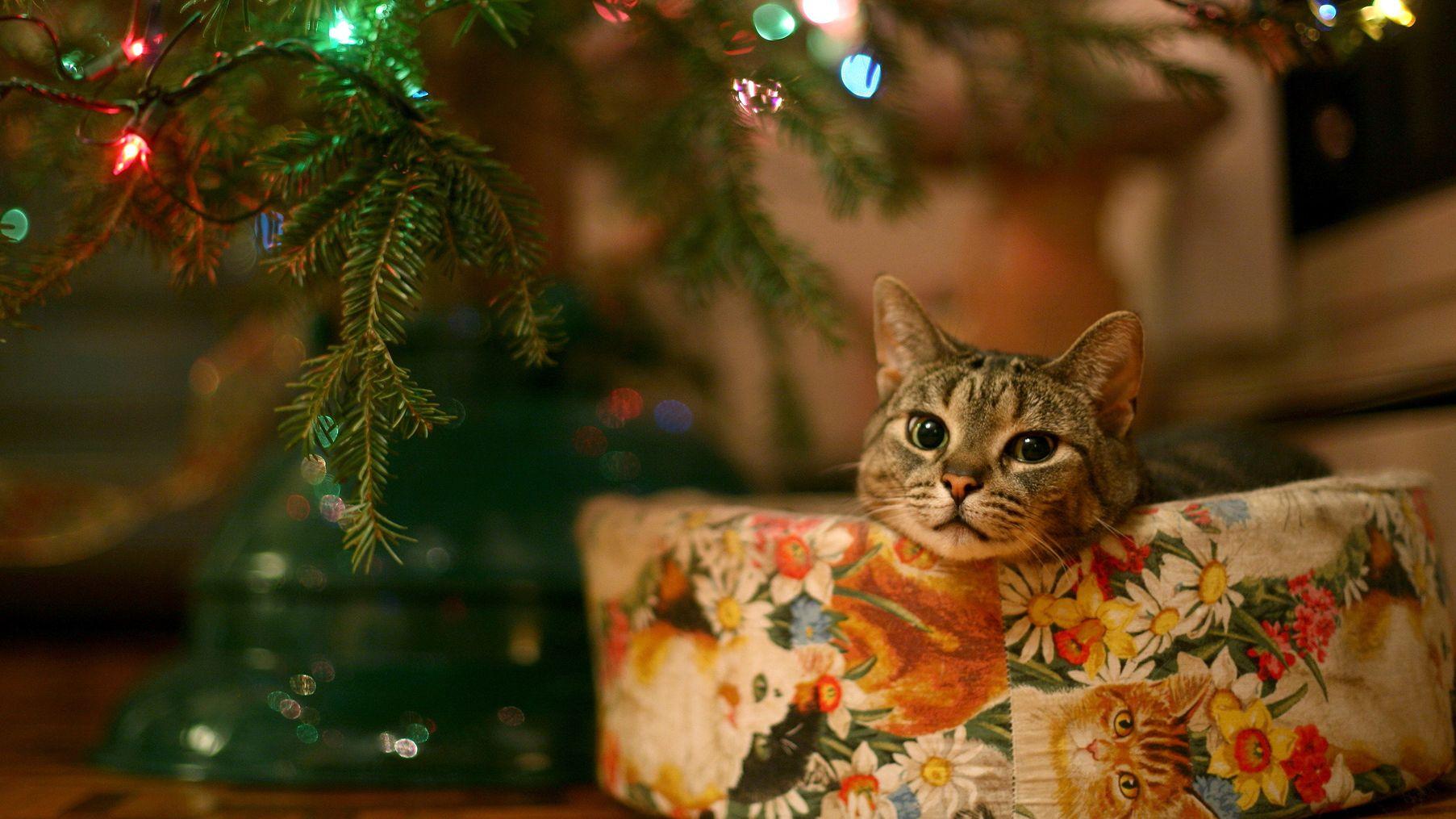 Christmas Animal Wallpaper  TubeWP