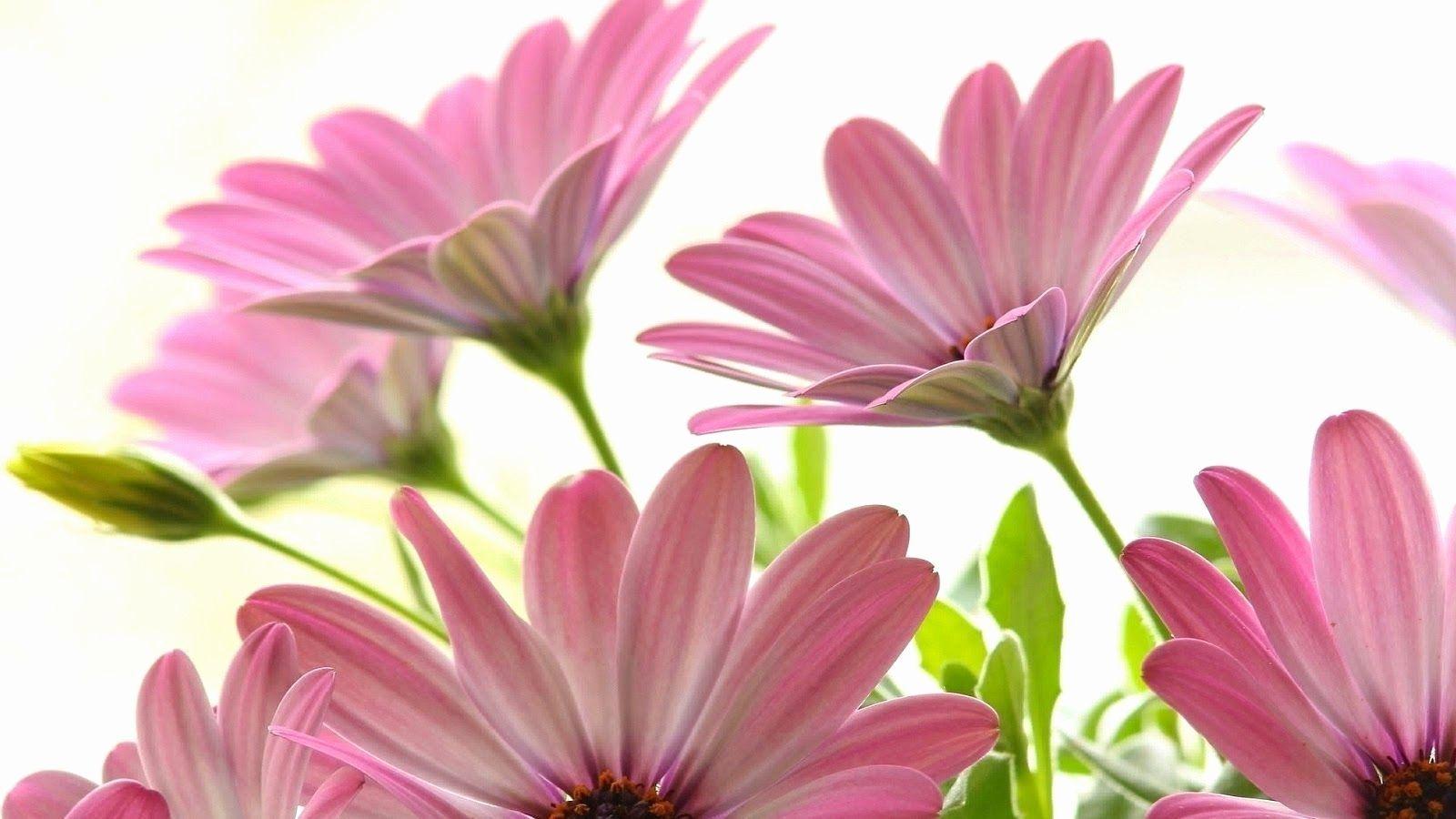 1600x900 Daisies Wallpaper Elegant Pink Daisy Wallpaper Ideas of The Hudson