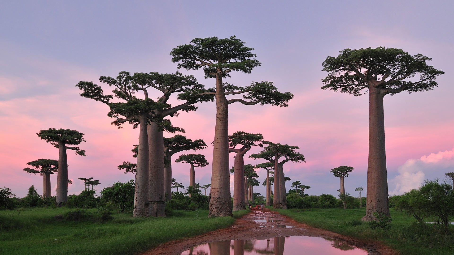 Madagascar Island Wallpapers Top Free Madagascar Island Backgrounds Madagascar Island Wallpapers Top Free Madagascar Island Backgrounds