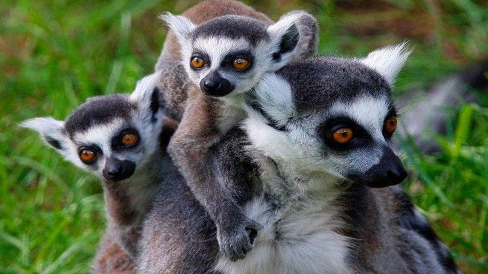 1920x1080 Madagascar Island Of Lemurs HD Desktop Background Free Download :