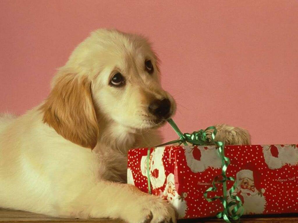 1024x768 Labrador Puppy With Xmas Present
