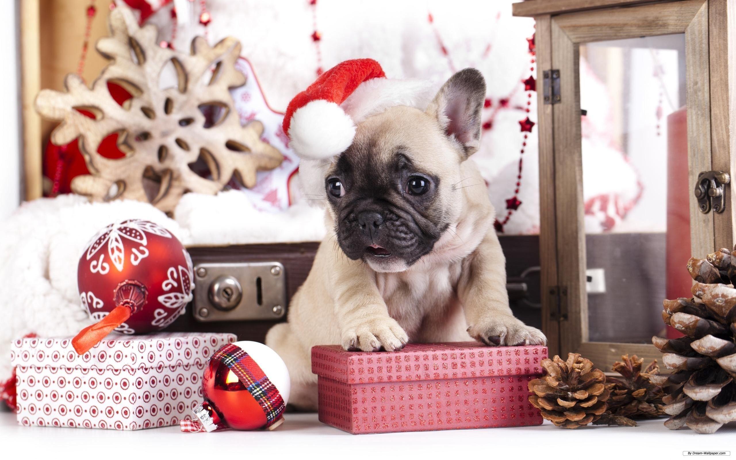 Christmas Animal Wallpapers , Top Free Christmas Animal