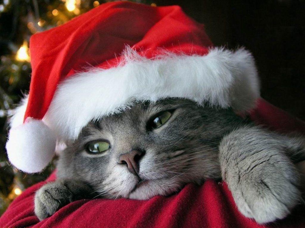 1024x768 Christmas Cats. Animal wallpaper