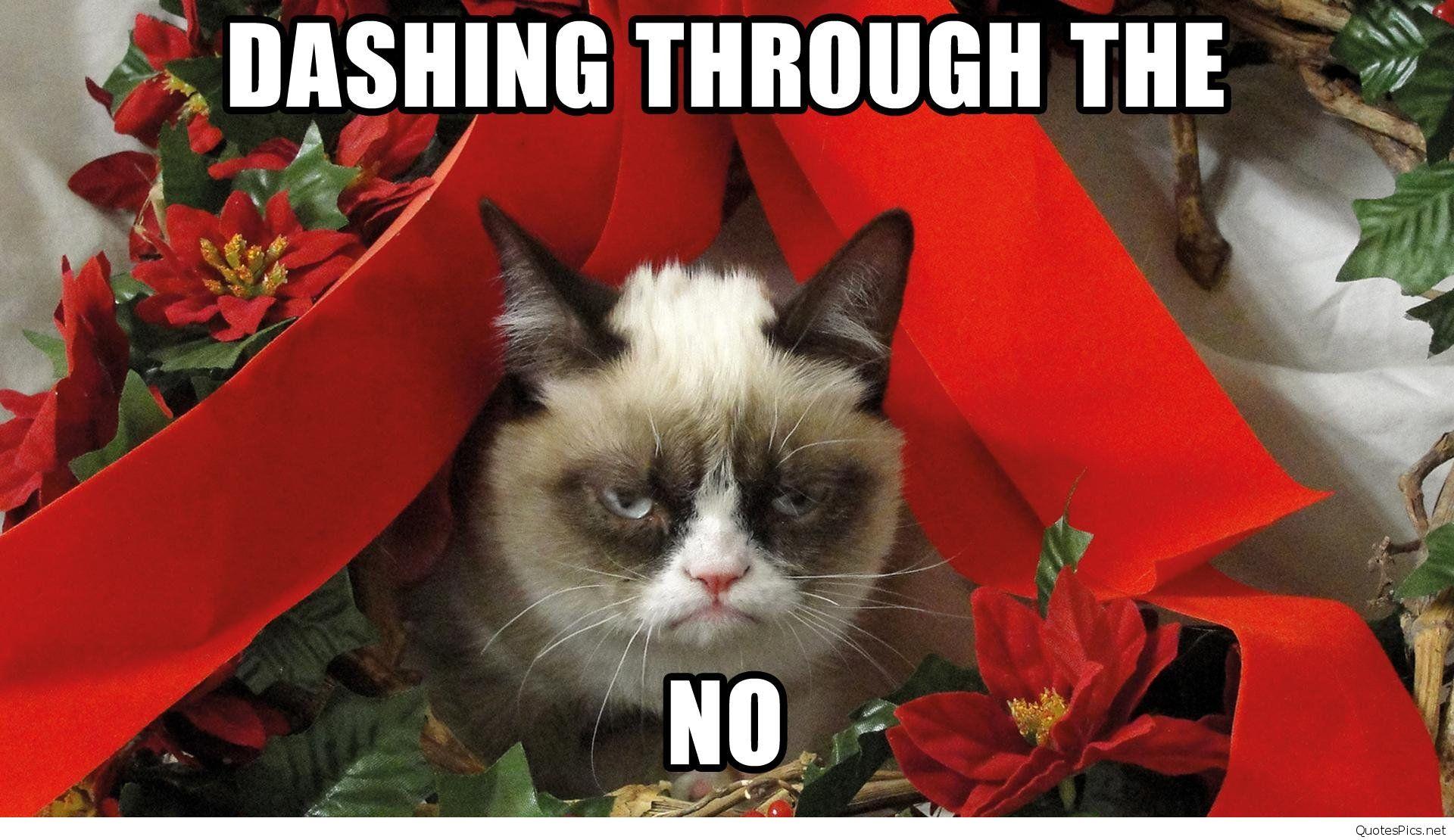 1920x1110 Wallpaper Humor Christmas Funny Cat Picture Grumpy Desktop Cool
