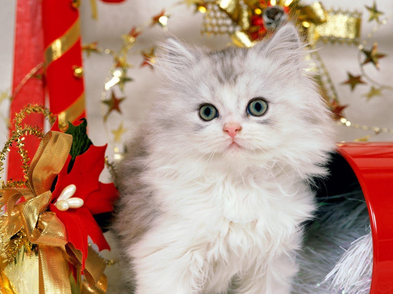 1600x1200 Christmas Kitten Wallpaper Cats Animals Wallpaper in jpg format