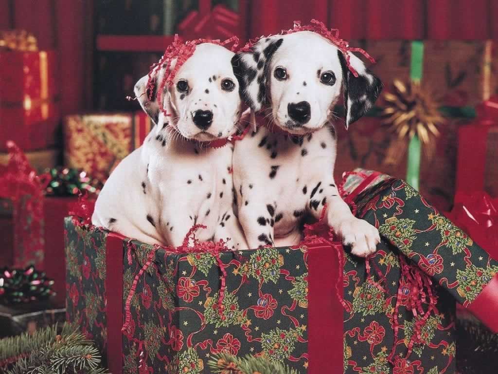 1024x768 Christmas Morn 1024
