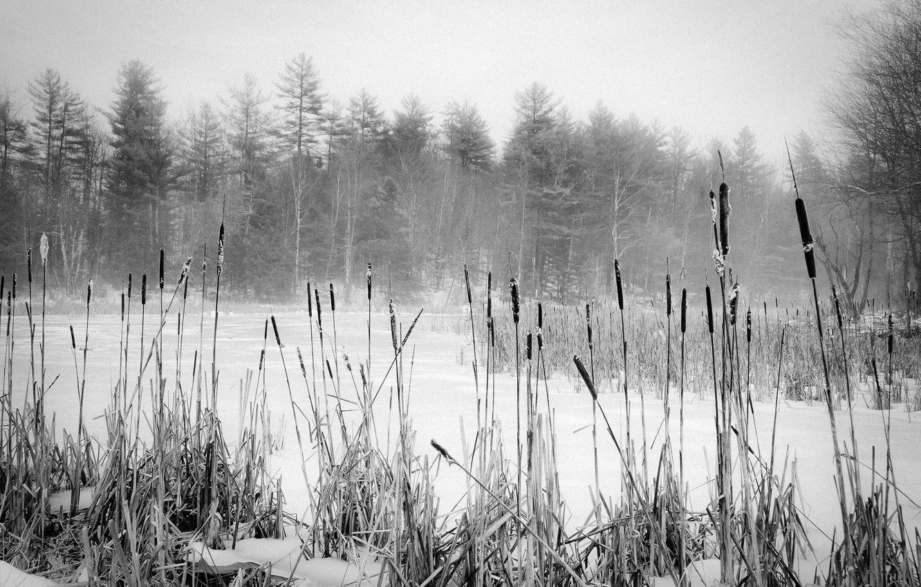 1332x850 Wallpaper winter, forest, snow, trees, the reeds, Maine image for desktop, section пейзажи