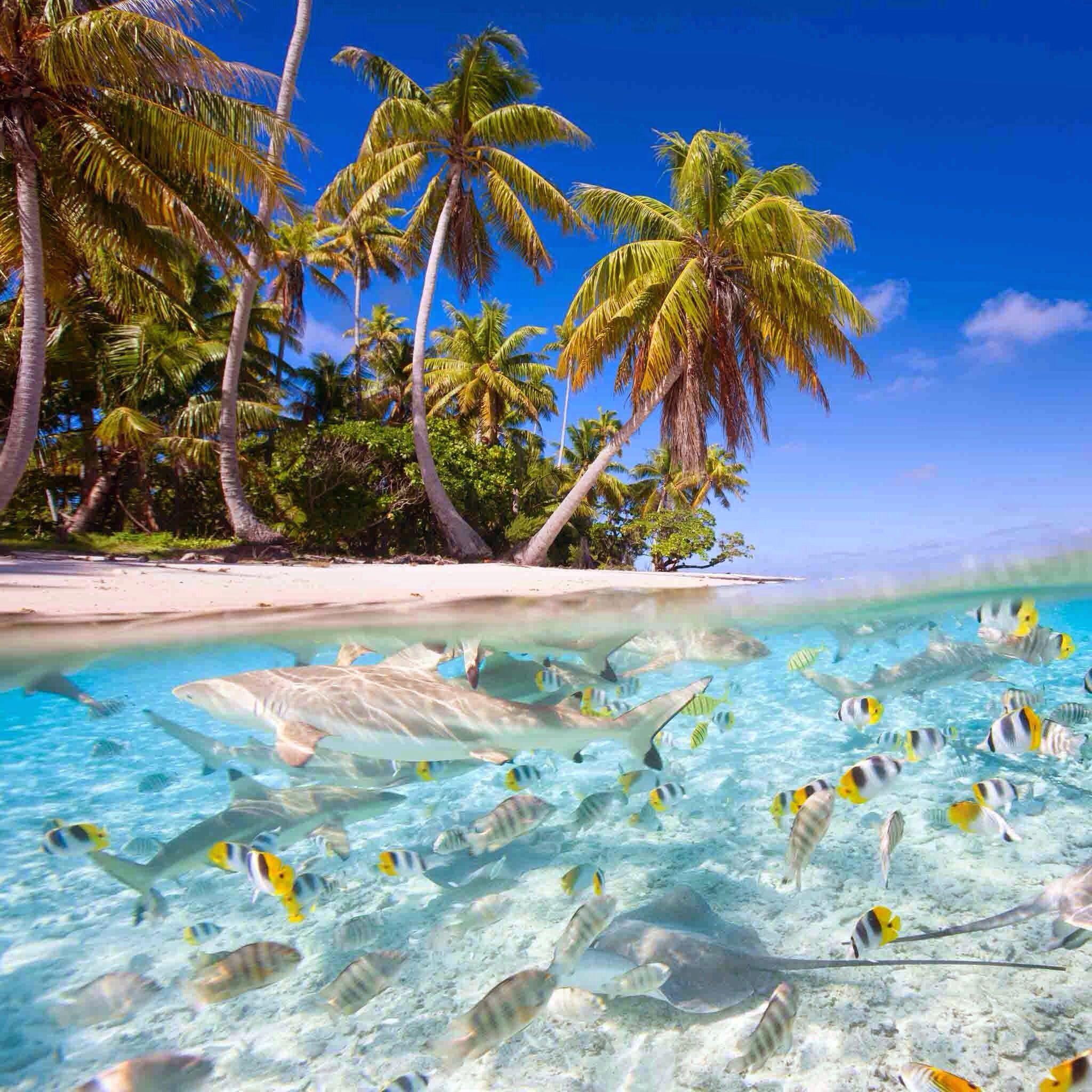 Tropical Scenes Wallpapers Top Free Tropical Scenes Backgrounds Wallpaperaccess 9149