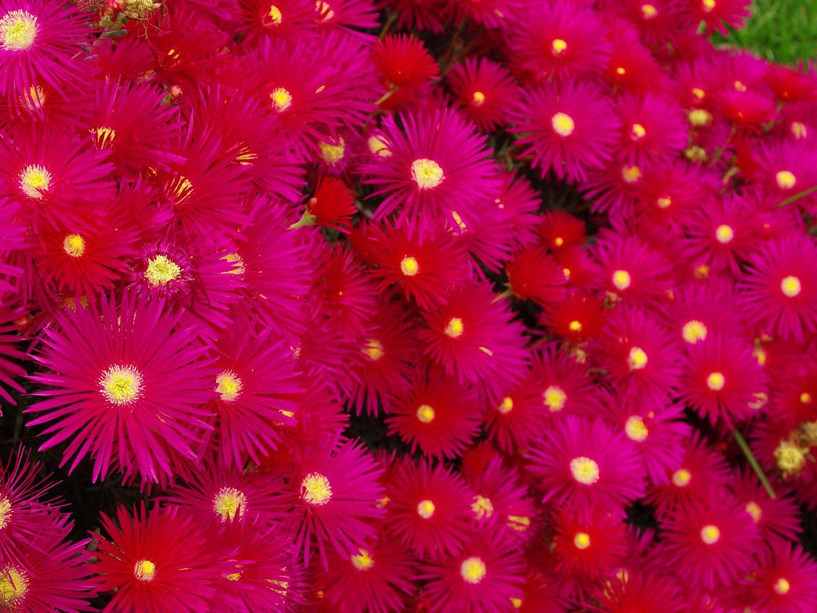 1600x1200 Bright Pink Flowers Picture wallpaperx1200