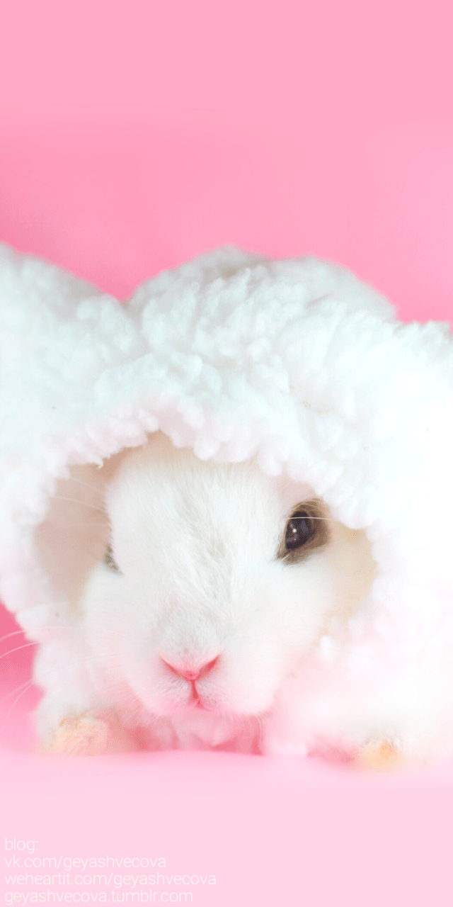 640x1280 animals, baby, background, beautiful, beauty, cute animals, fashion, fashionable, hamster, inspiration, kawaii, luxury, nature, pastel, pretty, vintage, wallpaper, cute, beauty, beautiful, wallpaper, wallpaper