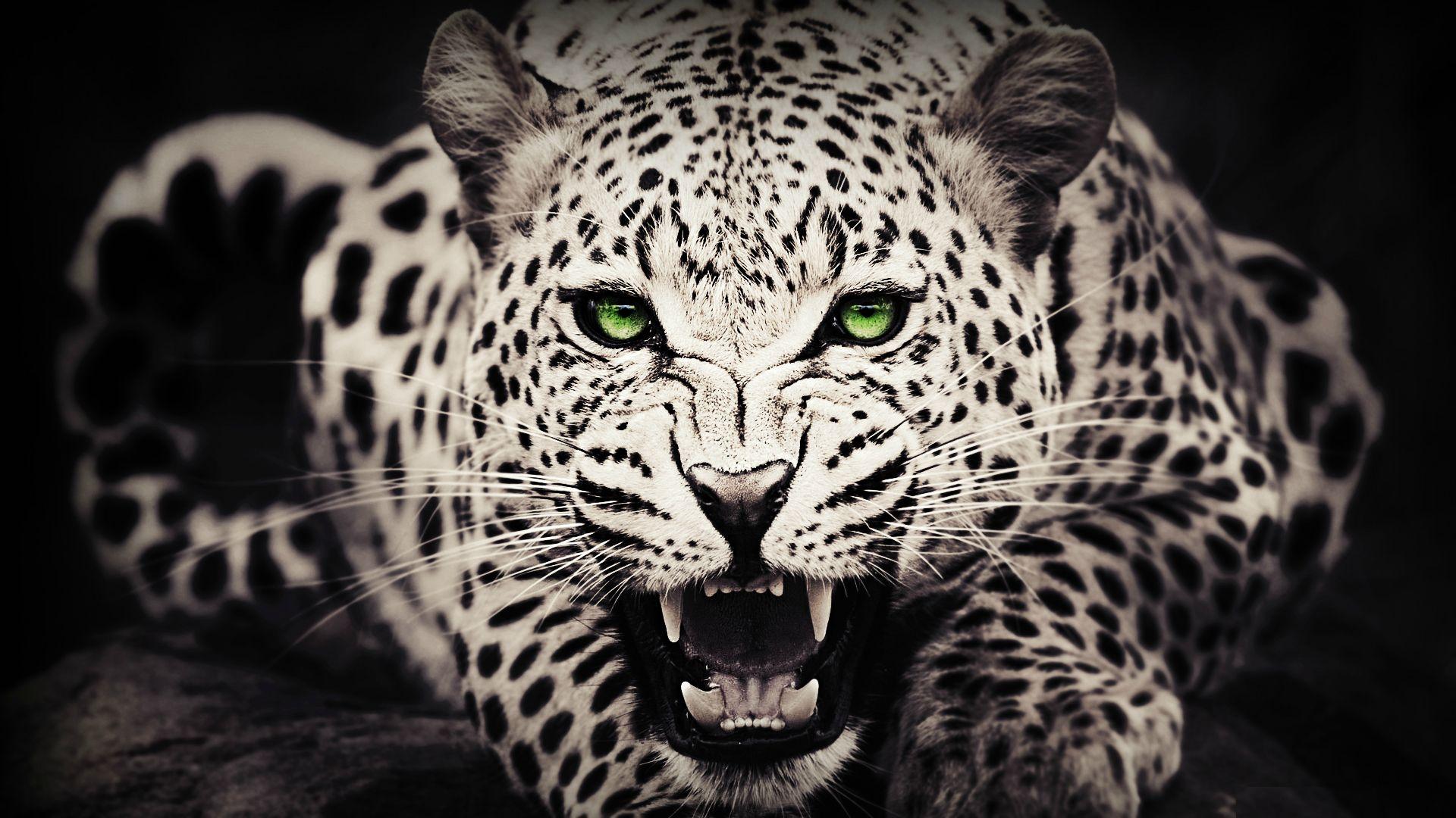 Wild Animal Wallpapers Top Free Wild Animal Backgrounds WallpaperAccess