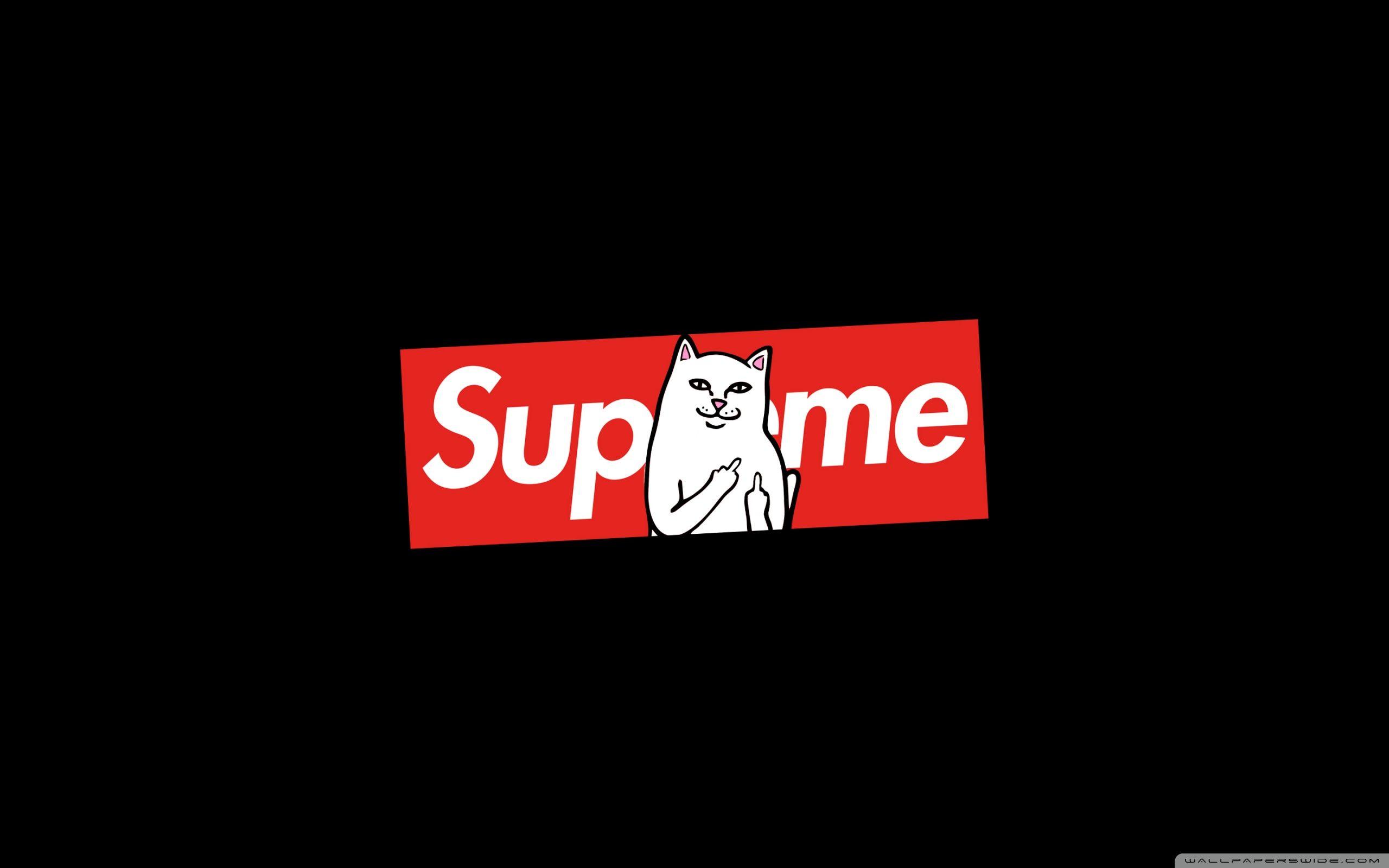 2560x1600 Supreme Cat Ultra HD Desktop Background Wallpaper for 4K UHD TV : Multi Display, Dual Monitor : Tablet