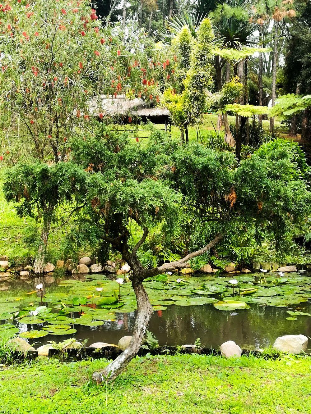 1000x1333 Bonsai Tree Japanese Garden Picture. Download Free Image