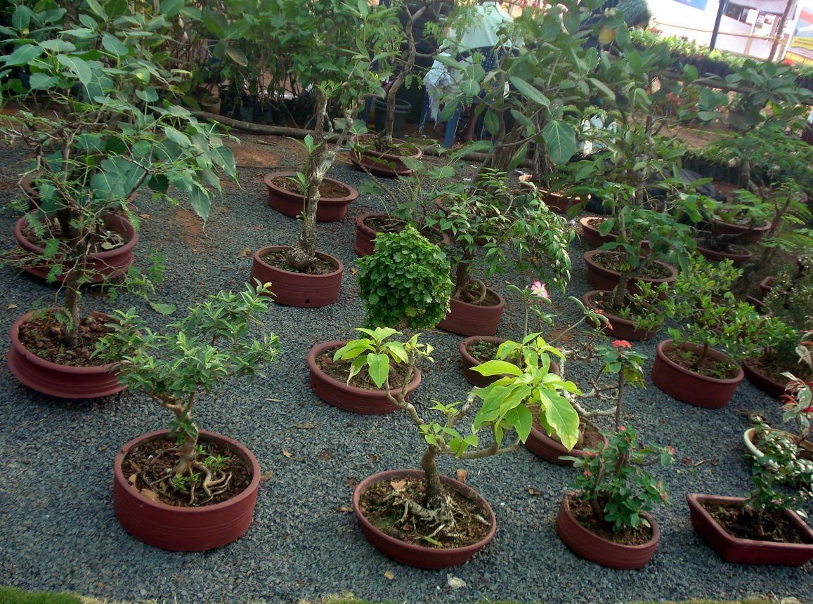 1157x860 Bonsai tree