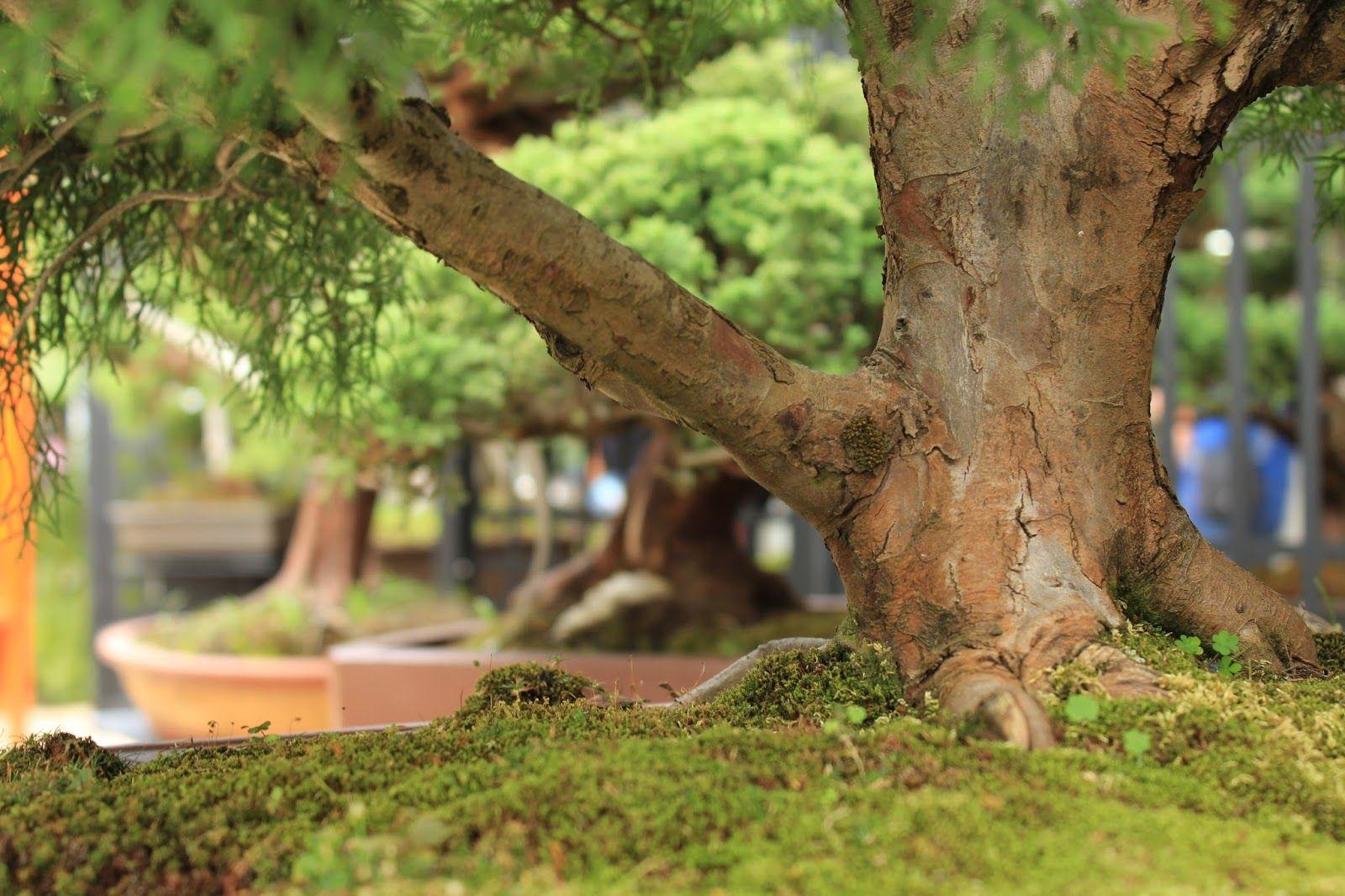 1600x1066 Close up Photography Bonsai Tree