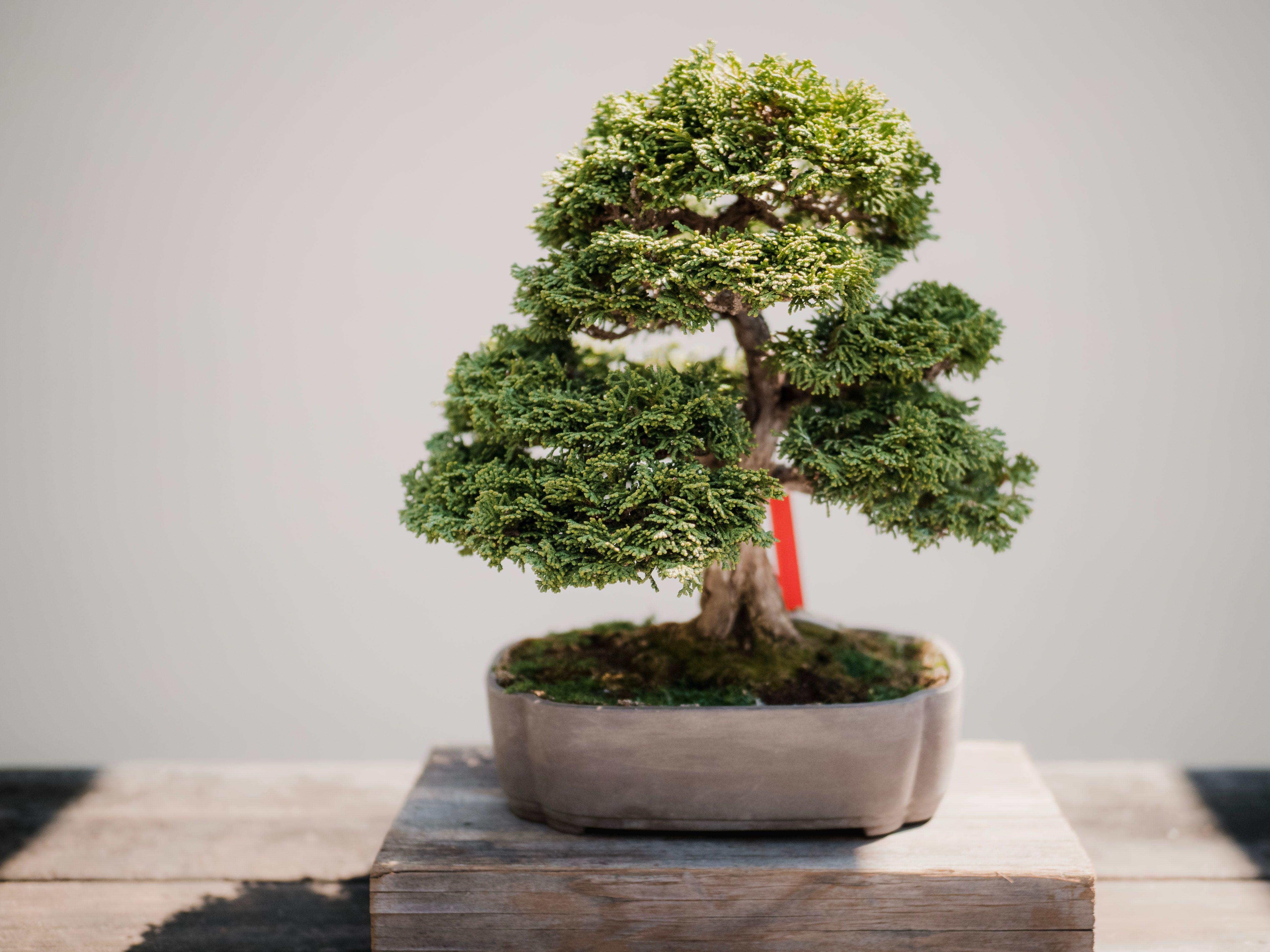 Bonsai Garden Wallpapers - Top Free Bonsai Garden Backgrounds