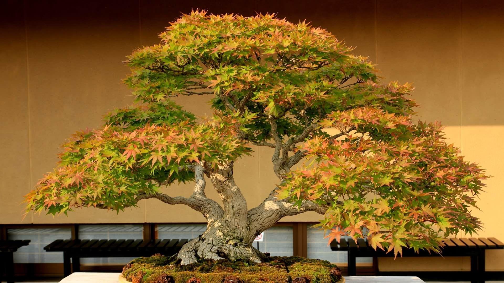 Bonsai Garden Wallpapers - Top Free Bonsai Garden Backgrounds