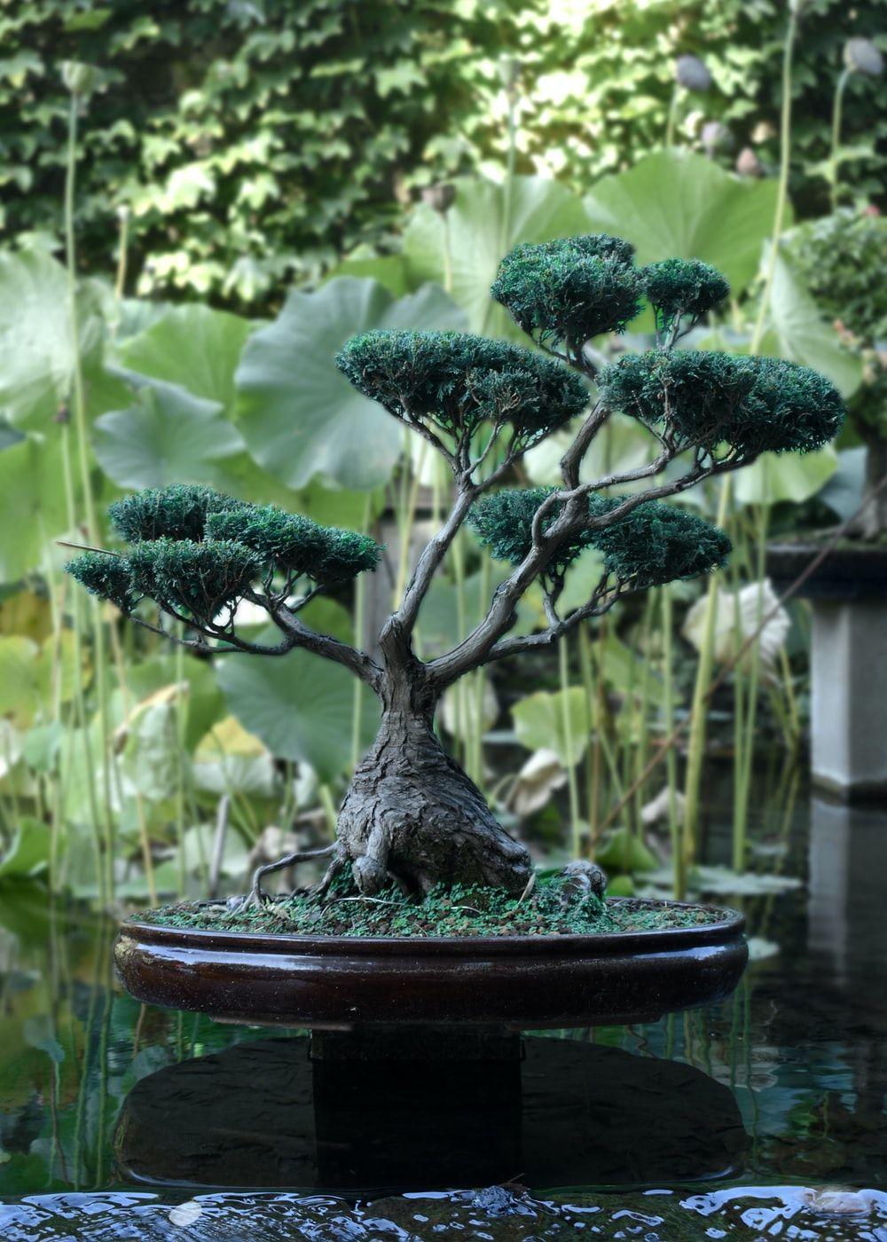 1000x1400 bonsai tree near body of water photo