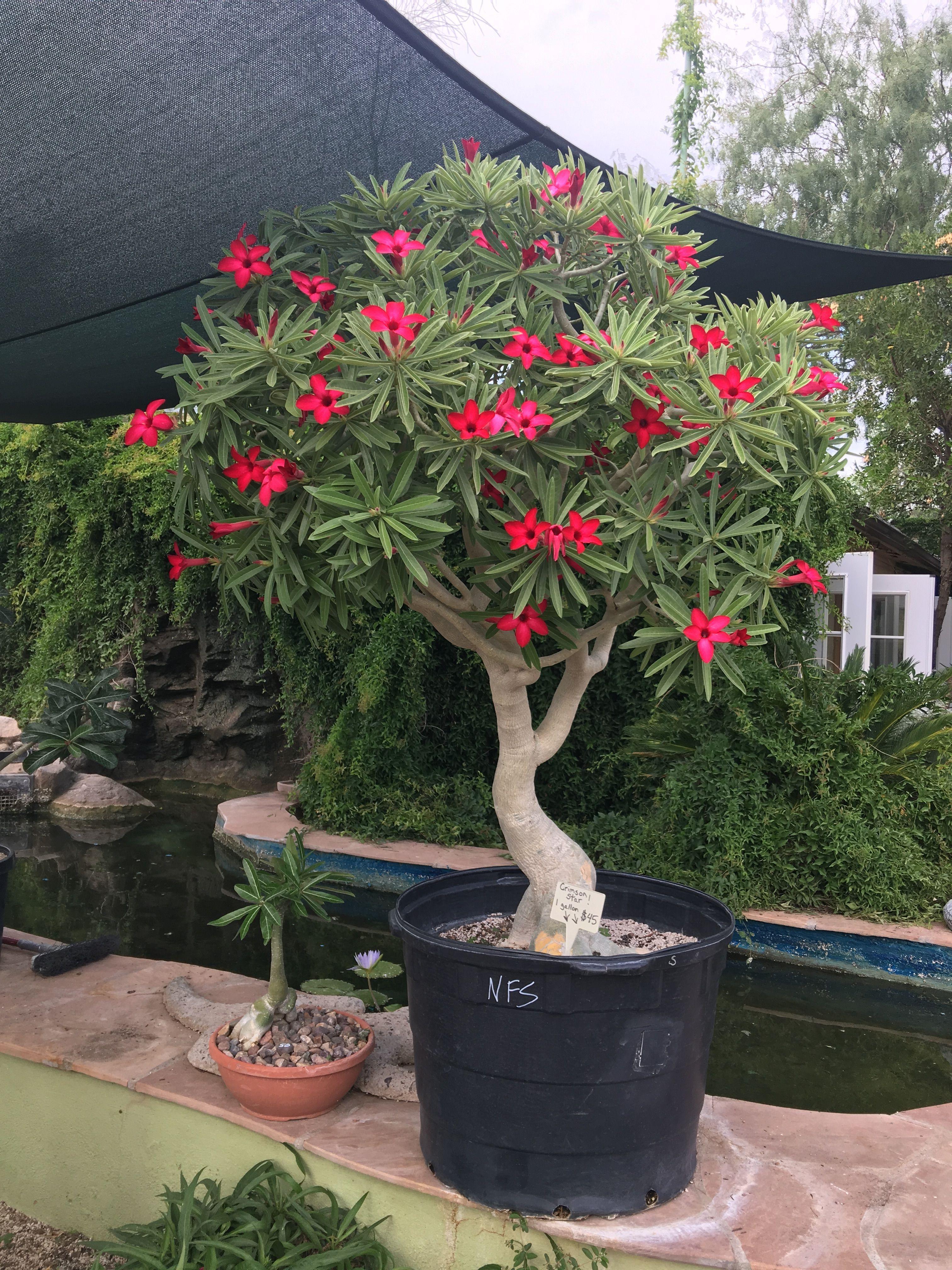 3024x4032 Adenium Obesum Desert Rose Desert Rose Plant, Desert Flowers, Succulent Gardening, Cacti And Succulents, Pot. Desert rose plant, Tropical garden, Desert rose care
