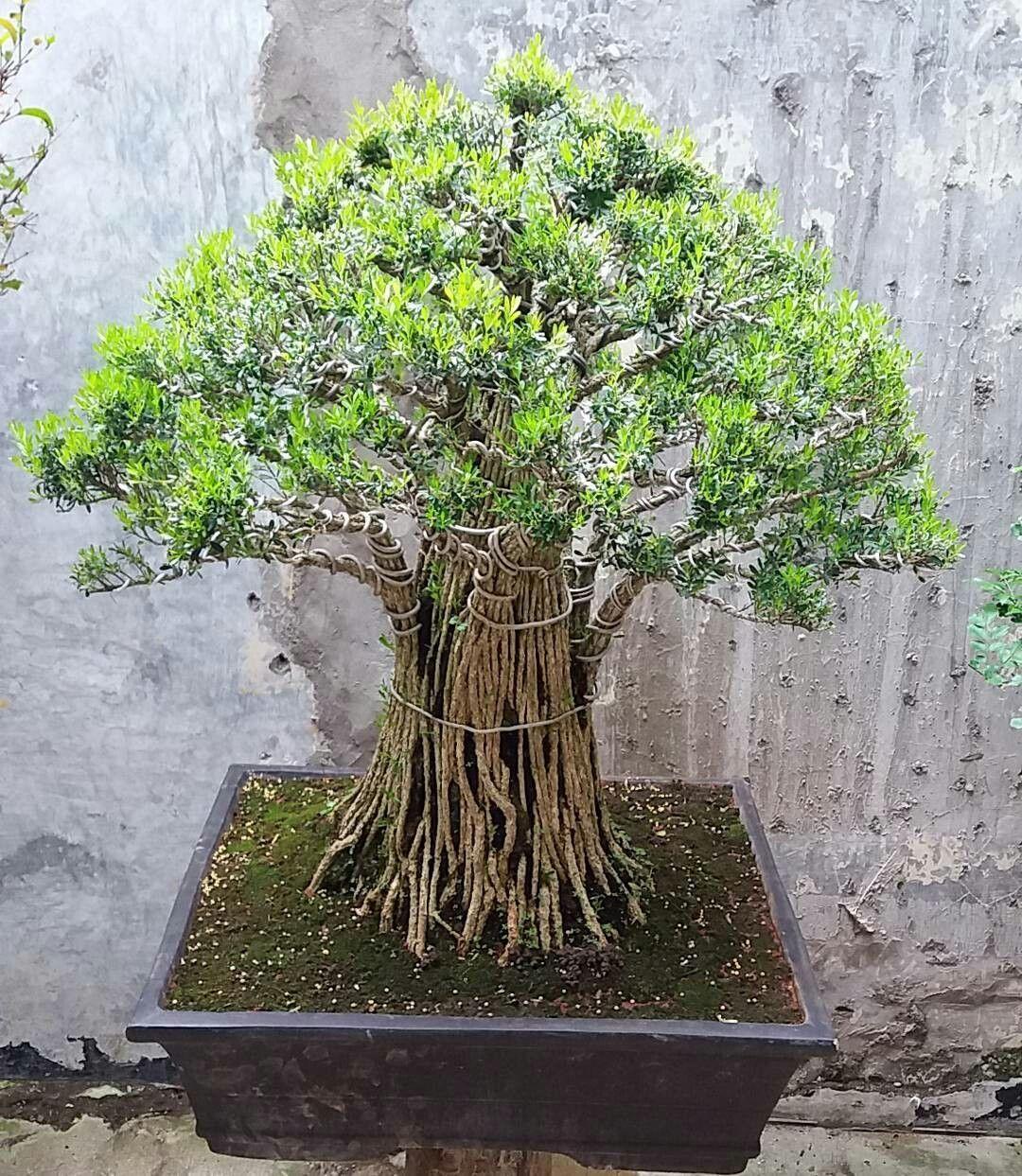 1080x1243 Bonsai