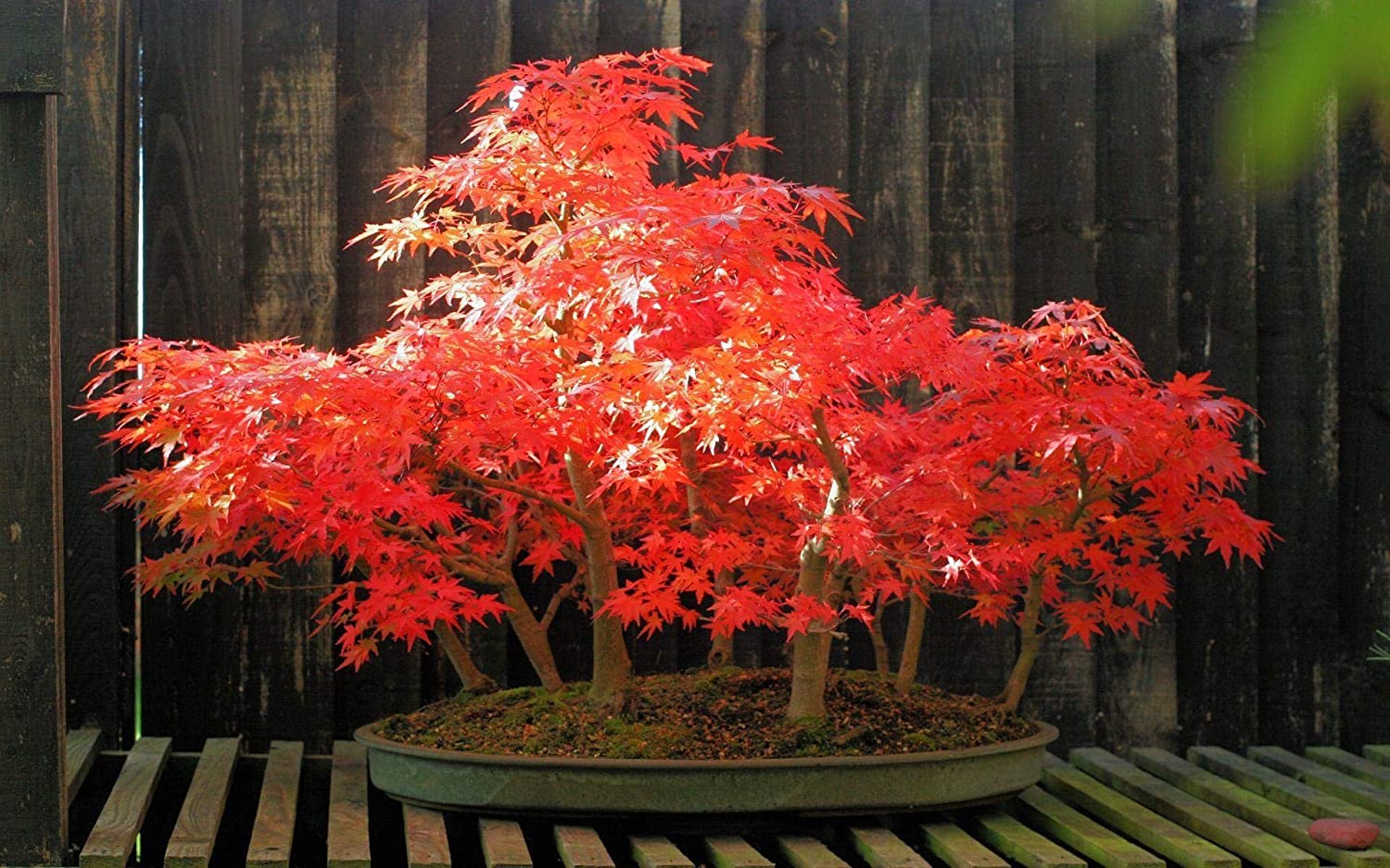 1500x938 Buy Avikalp Exclusive Awi3300 Red Bonsai Tree Full HD Wallpaper (3 x 2 ft) Online at Low Prices in India