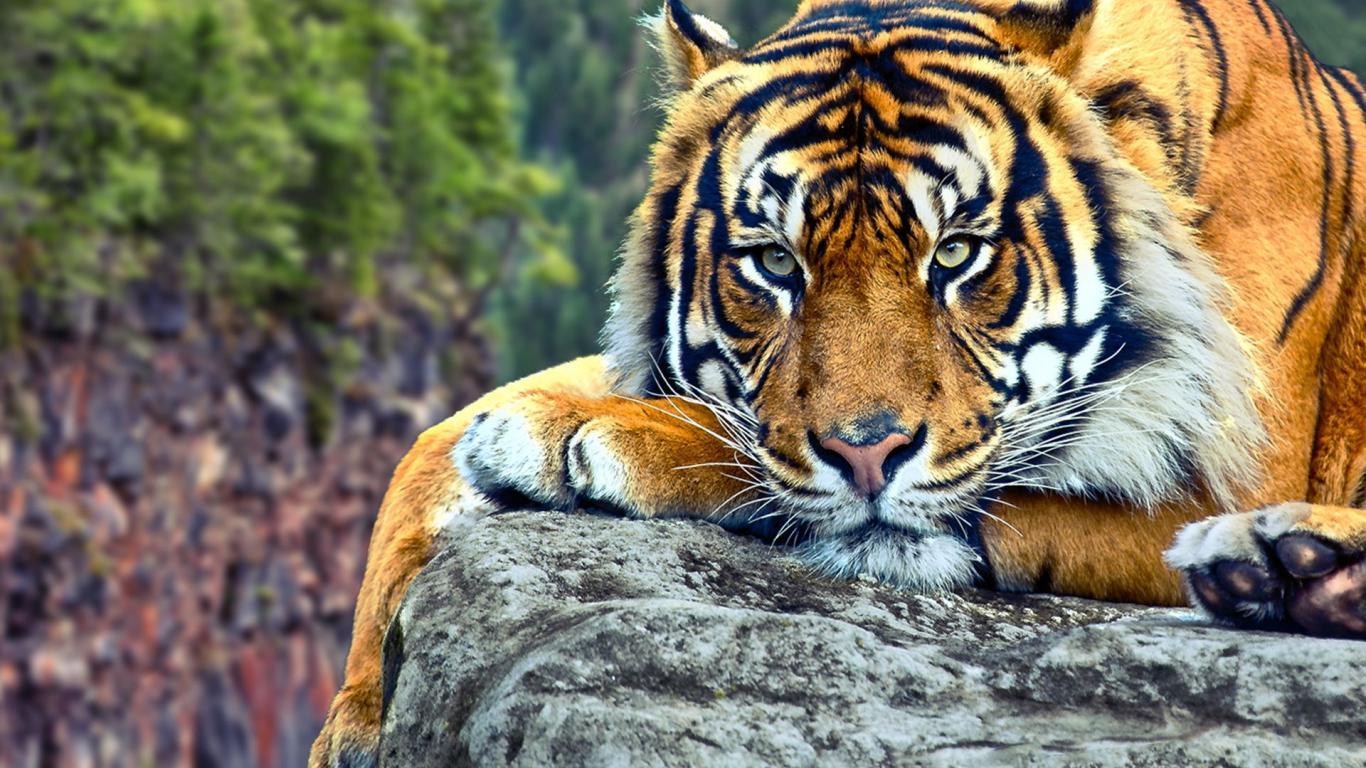 Wild Animal Wallpapers - Top Free Wild Animal Backgrounds - WallpaperAccess