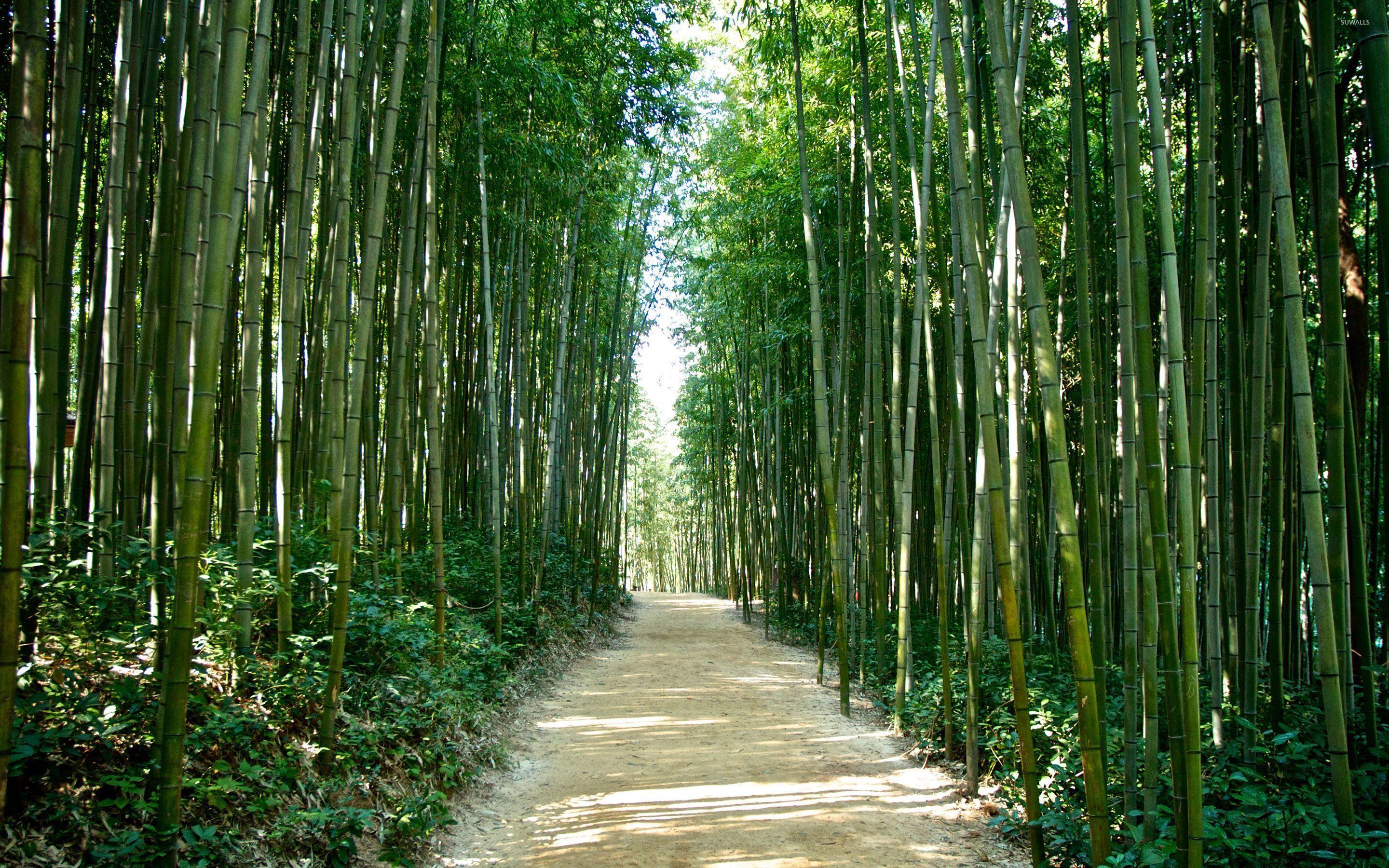 Thiên nhiên tuyệt đẹp của Hàn Quốc được phản ánh trong hình ảnh liên quan đến Korea nature. Để đắm chìm trong thiên nhiên đẹp tuyệt vời của Hàn Quốc, bạn sẽ tìm thấy nhiều địa điểm đẹp mắt để trải nghiệm.