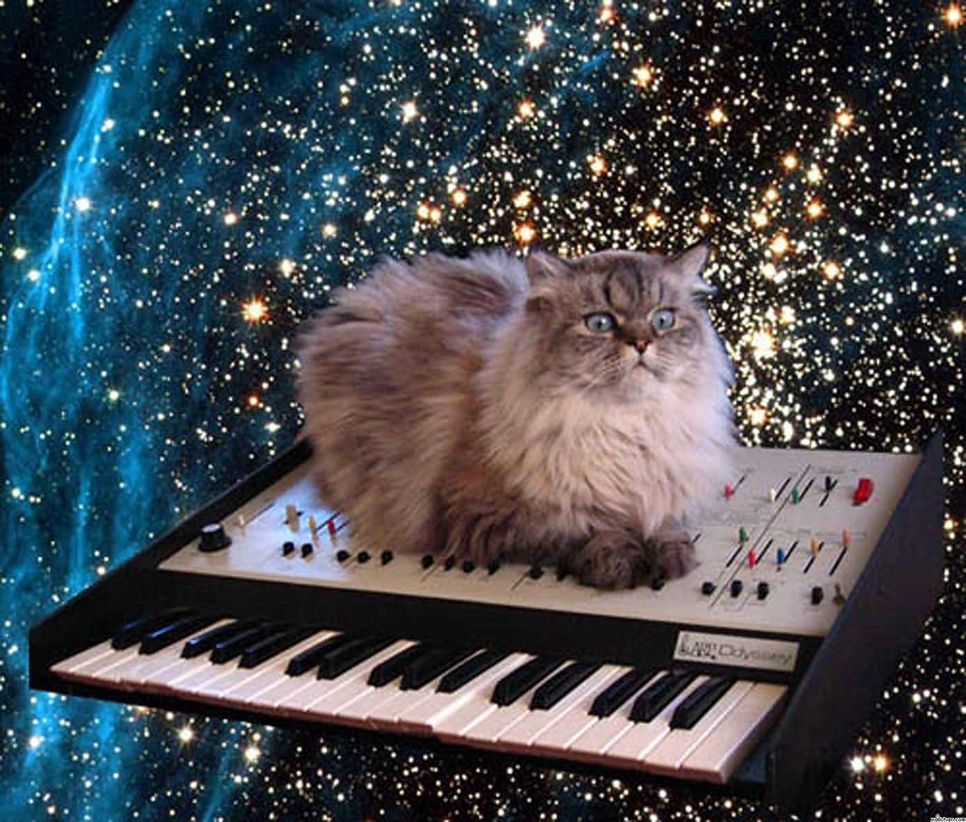 Cat Astronaut Wallpapers - Top Free Cat Astronaut Backgrounds