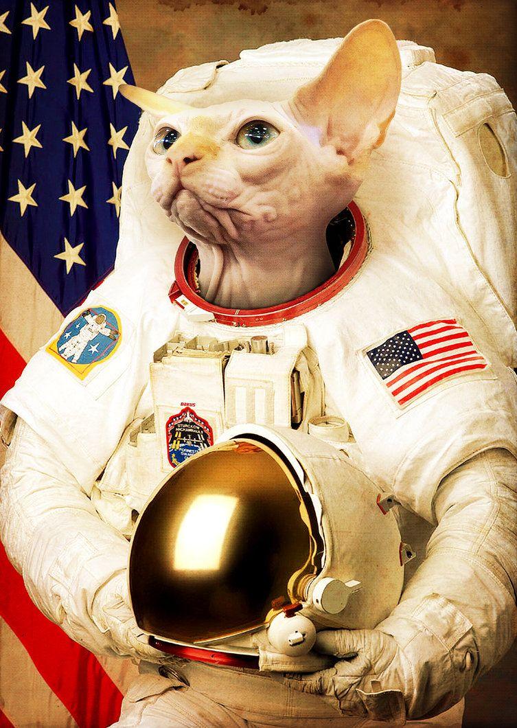kitten astronaut