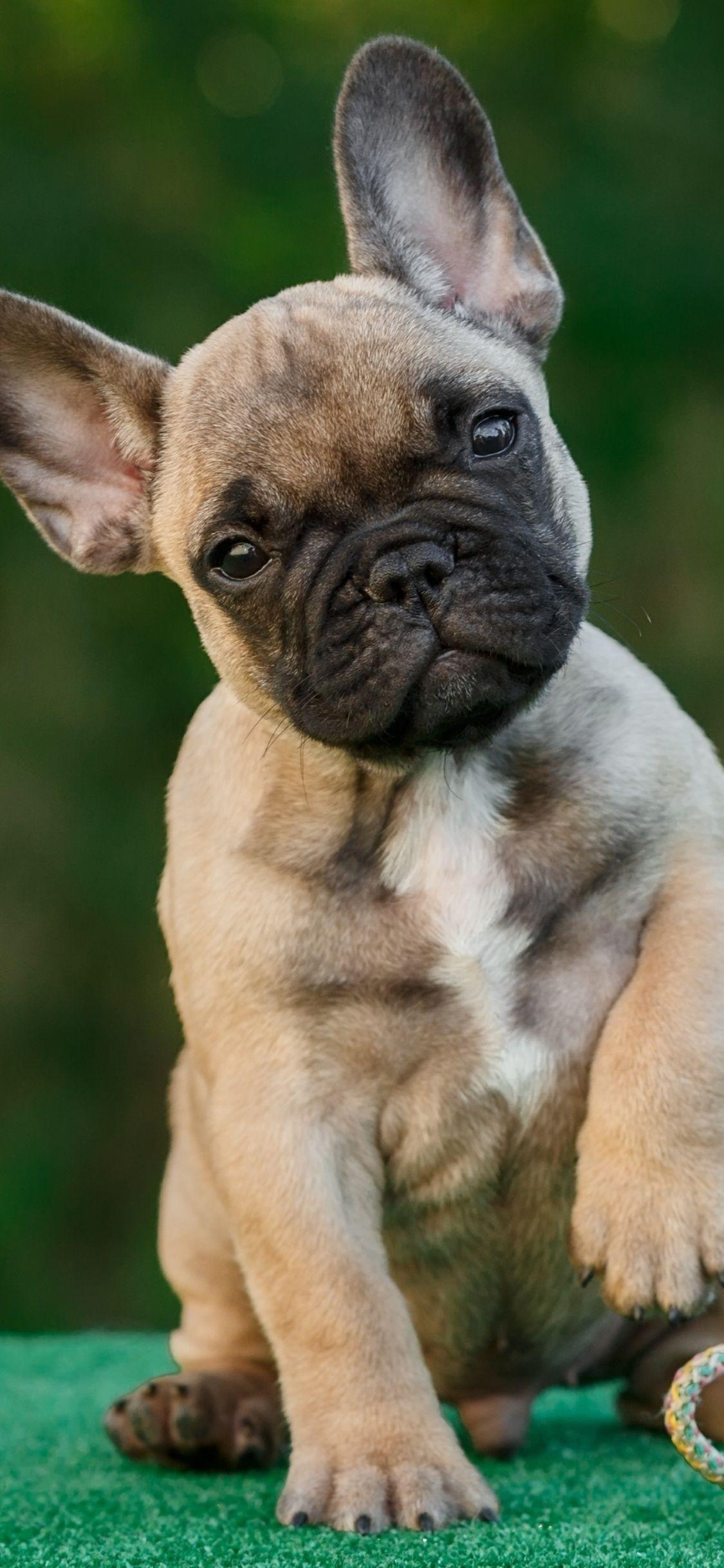 1125x2436 French Bull Dog 4k iPhone XS, iPhone iPhone X HD 4k Wallpaper, Image, Background, Photo and Picture