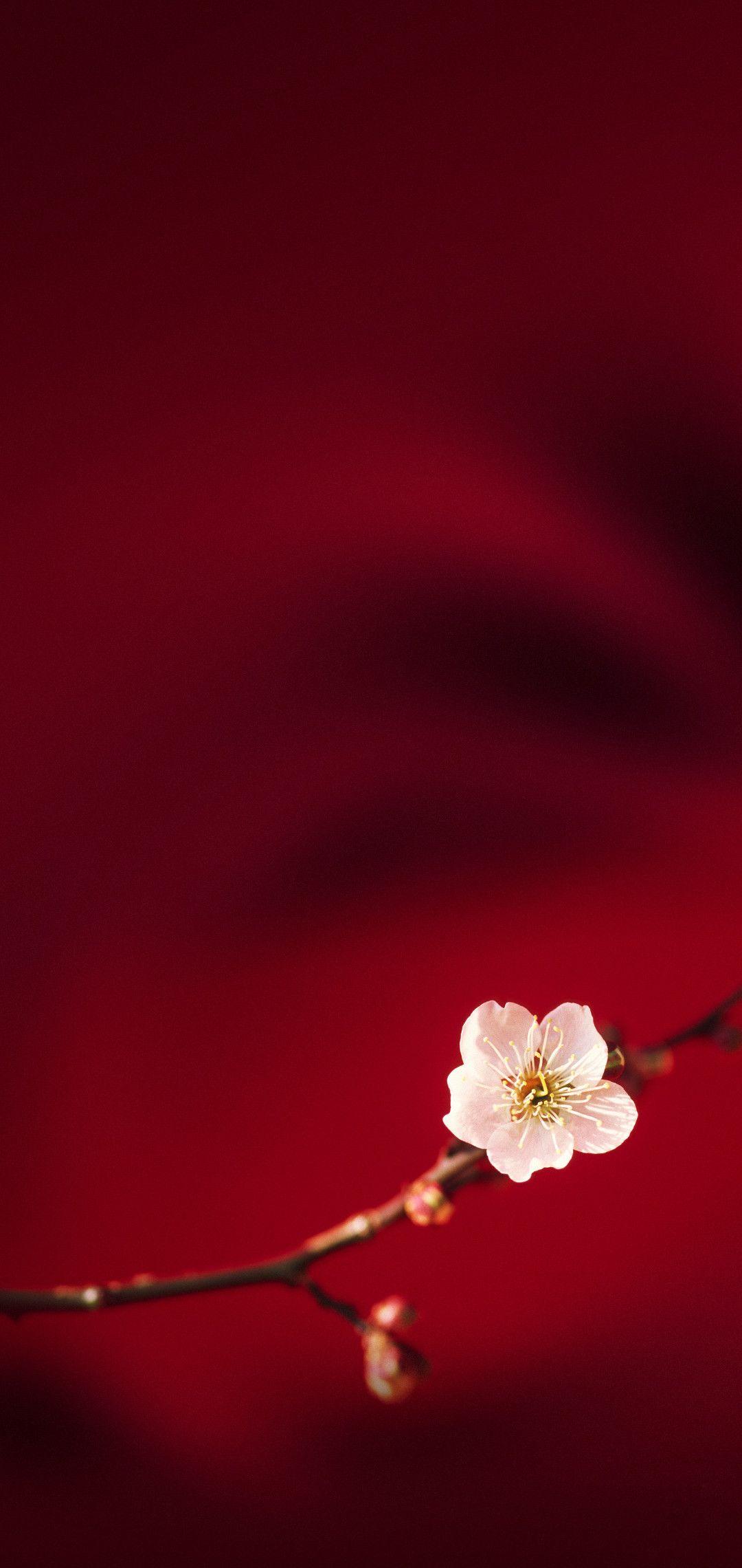 1080x2280 Download Oppo F7 and Oppo R15 Stock Wallpaper