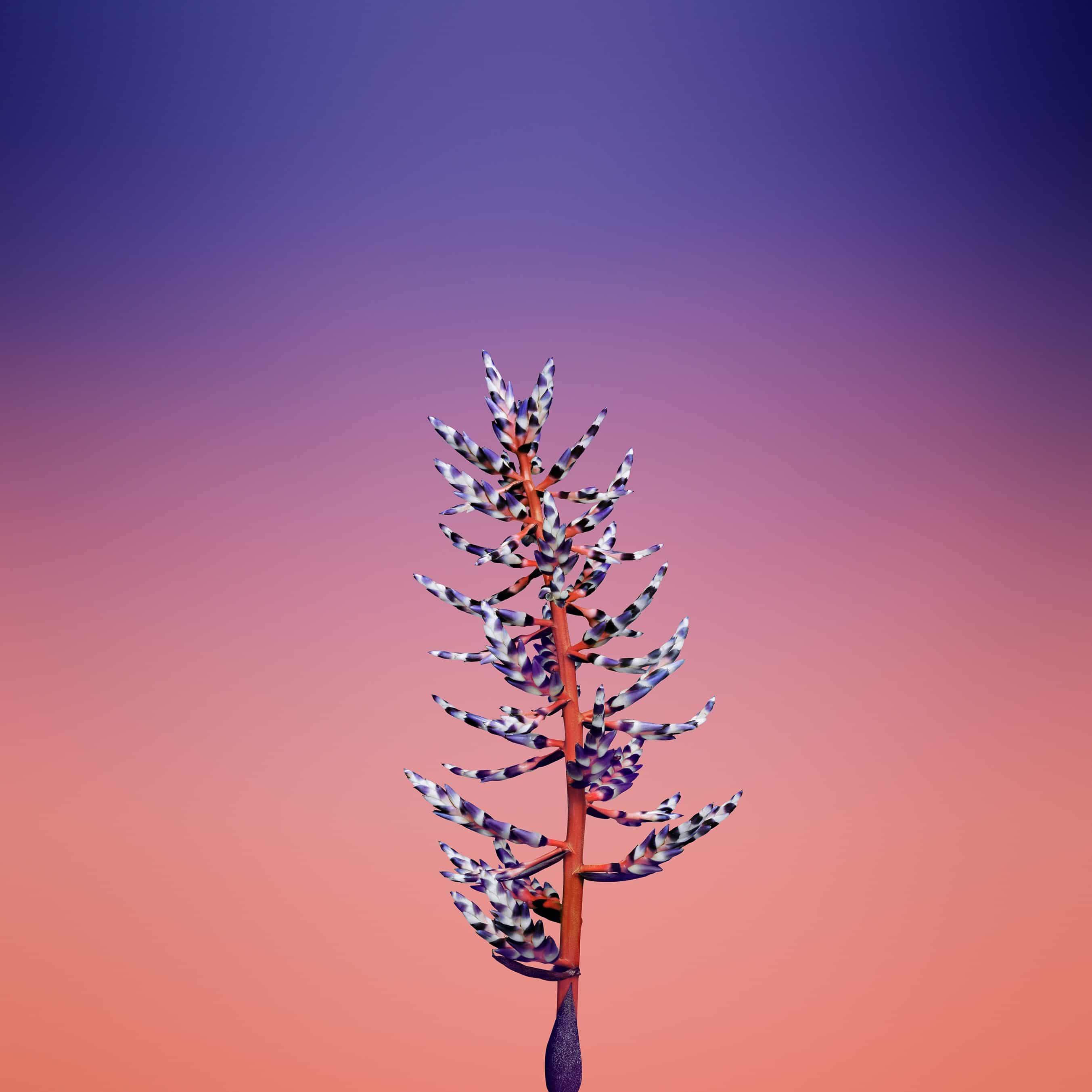 2706x2706 Download Apple iPhone X Stock Wallpaper [49 Wallpaper]
