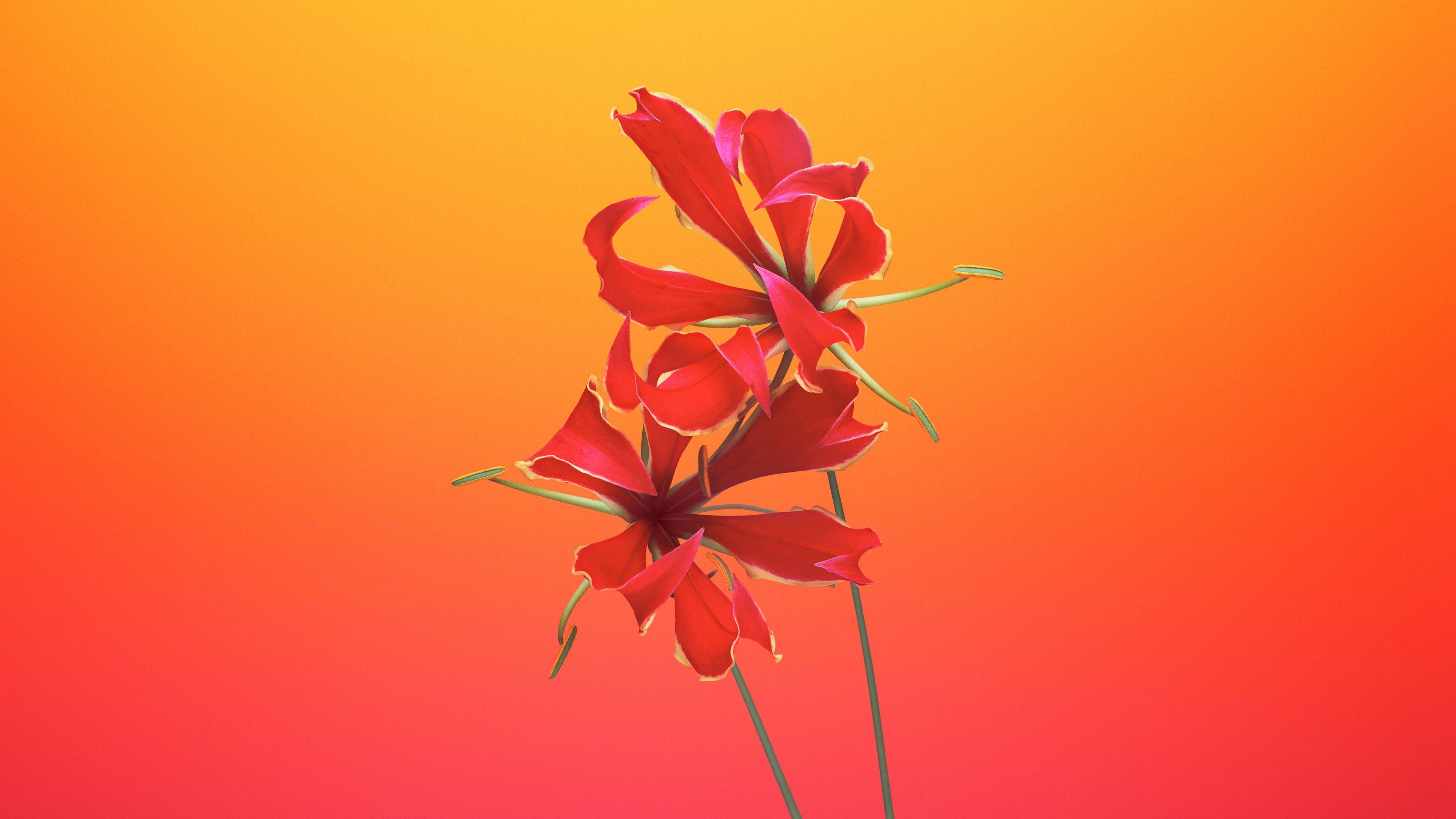 3840x2160 Gloriosa Flower iOS 11 iPhone 8 iPhone X Stock Wallpaper