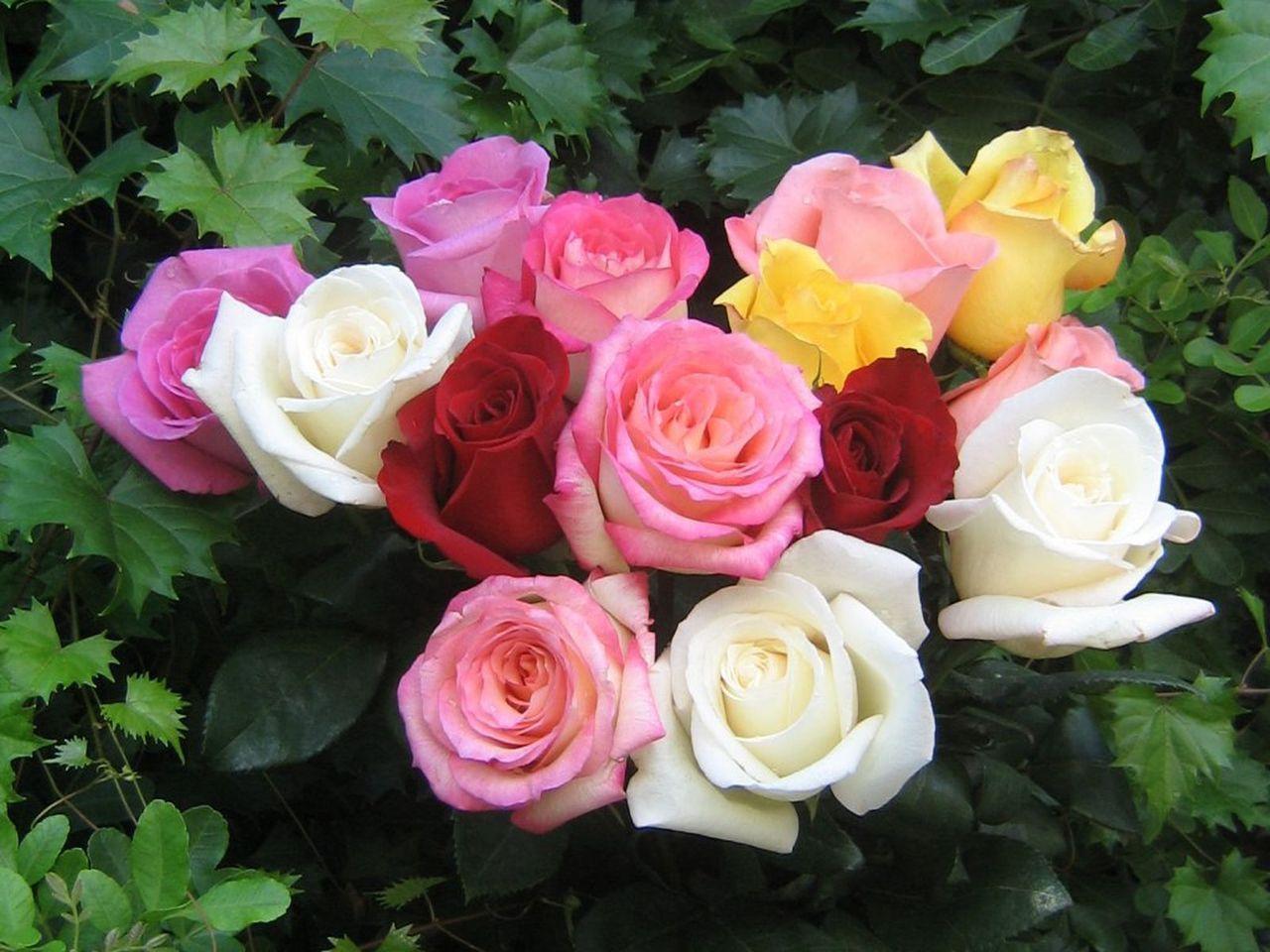 1280x960 Beautiful Roses Wallpaper, Natural Beautiful Roses Wallpaper