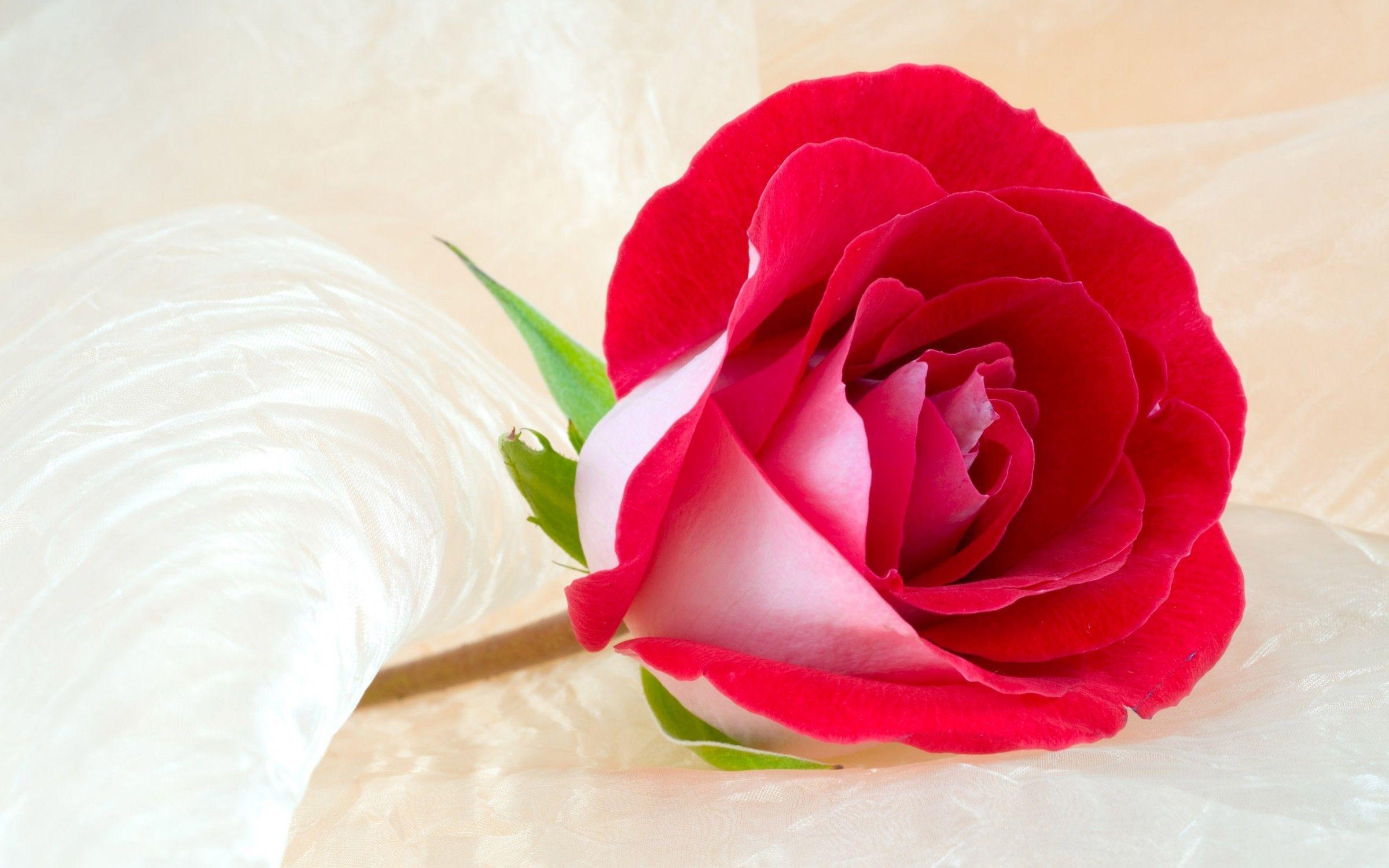 2400x1500 Beautiful Rose HD 51 Wallpaper FREE Picture