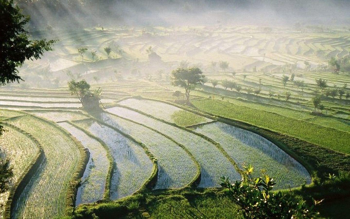 1440x900 Bali Rice Fields desktop PC and Mac wallpaper