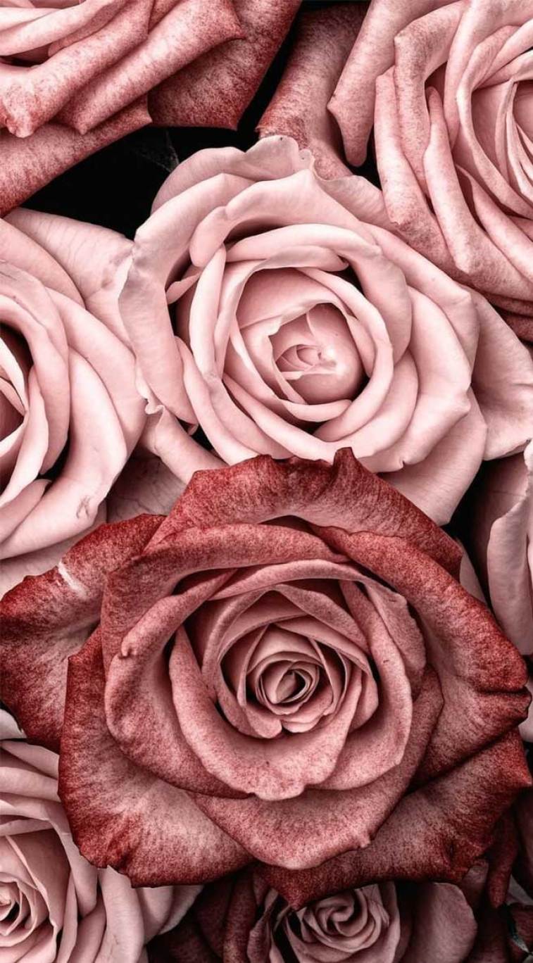 757x1368 Beautiful Roses Wallpaper