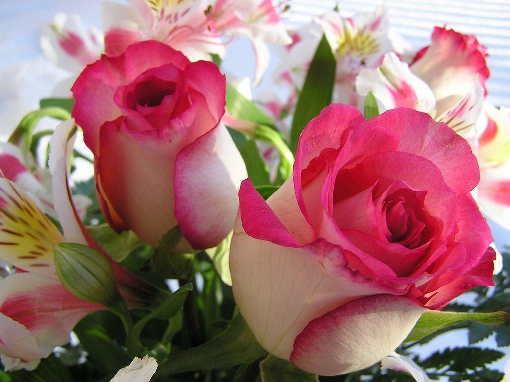 1024x768 Free Beautiful Desktop Wallpaper, Background Wallpaper, Amazing Wallpaper, 3D Wallpaper: beautiful roses wallpaper