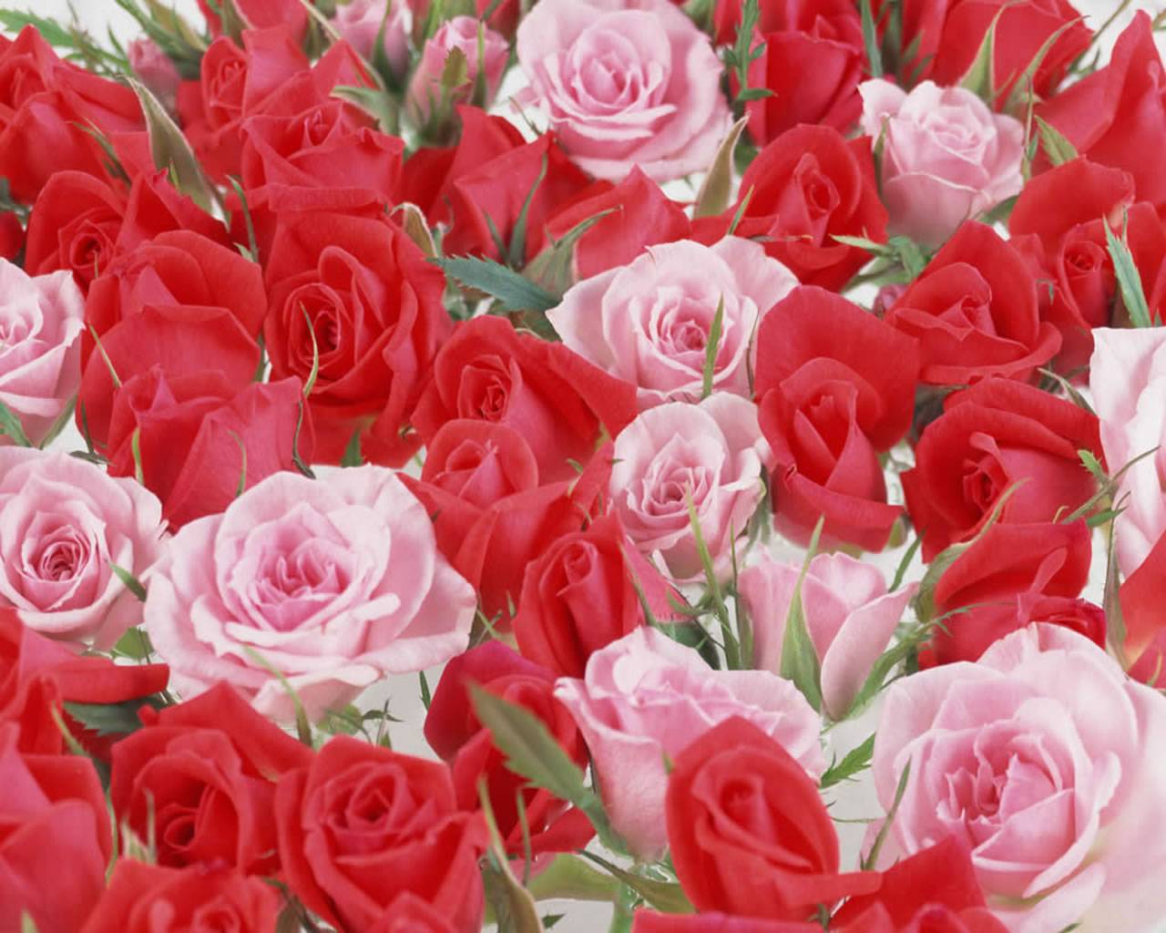 1280x1024 Beautiful Roses Picture Wallpaper