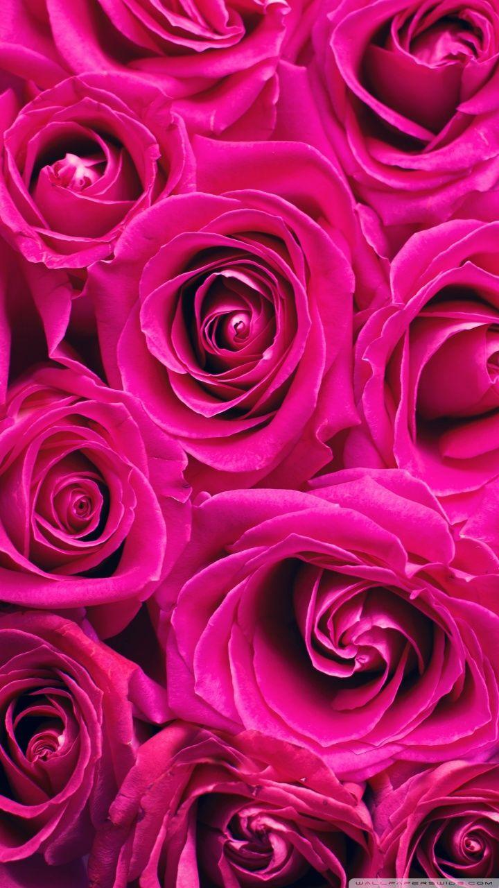 Beautiful Rose Flowers Wallpapers - Top Free Beautiful Rose Flowers ...