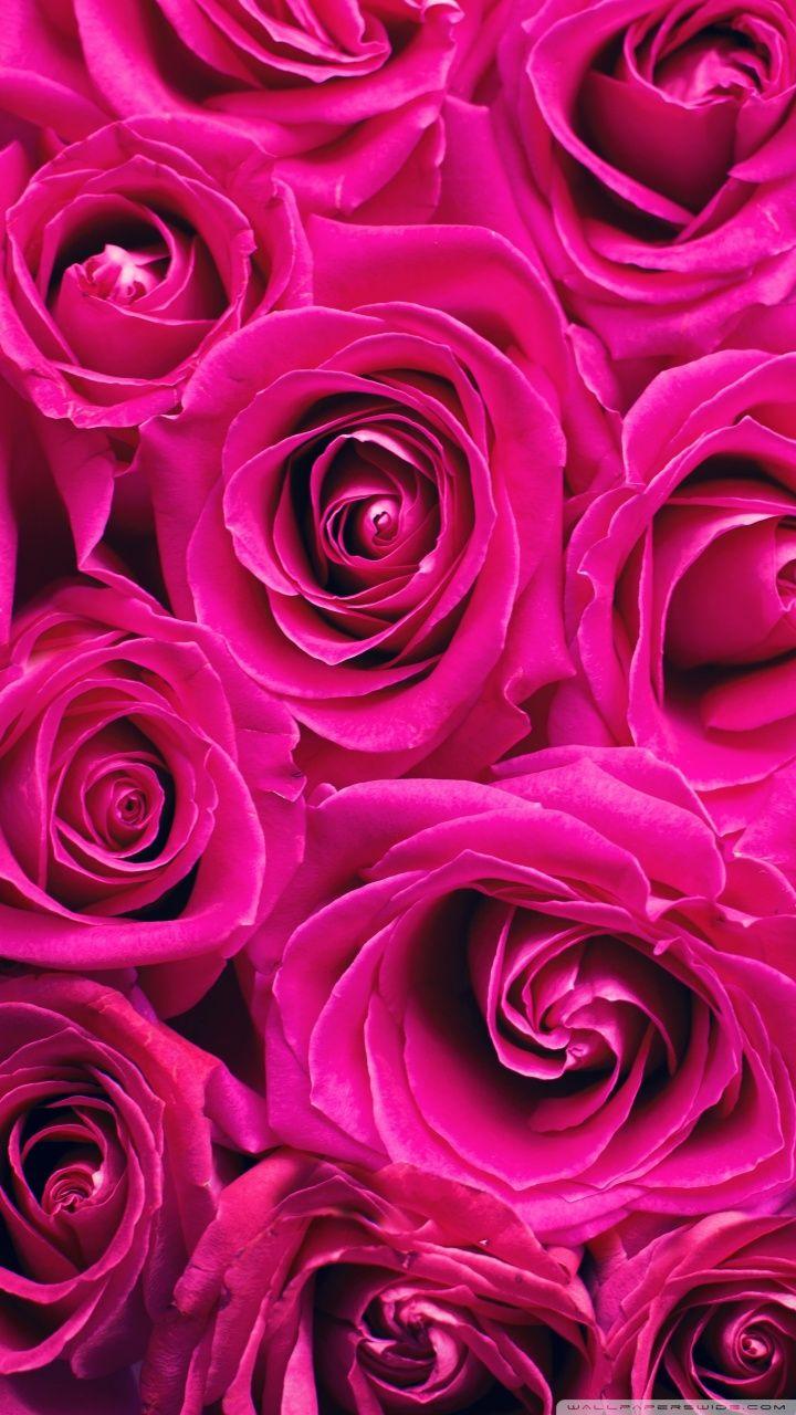 720x1280 Beautiful Roses Flowers Background Ultra HD Desktop Background Wallpaper for 4K UHD TV : Widescreen & UltraWide Desktop & Laptop : Multi Display, Dual Monitor : Tablet