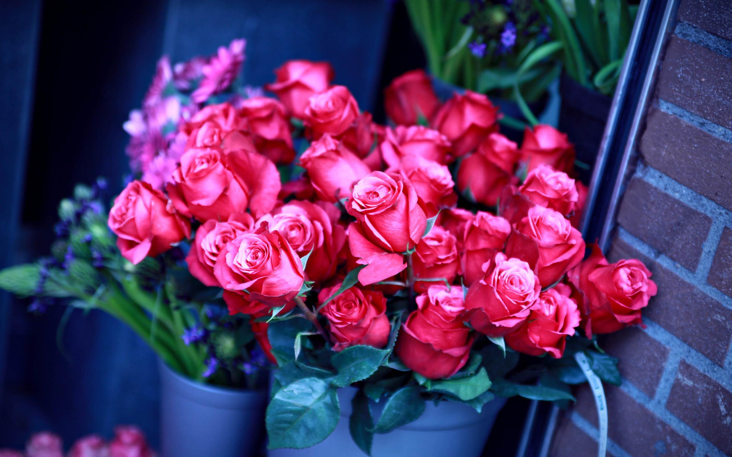2560x1600 Beautiful Roses Wallpaper 26109 2560x1600px