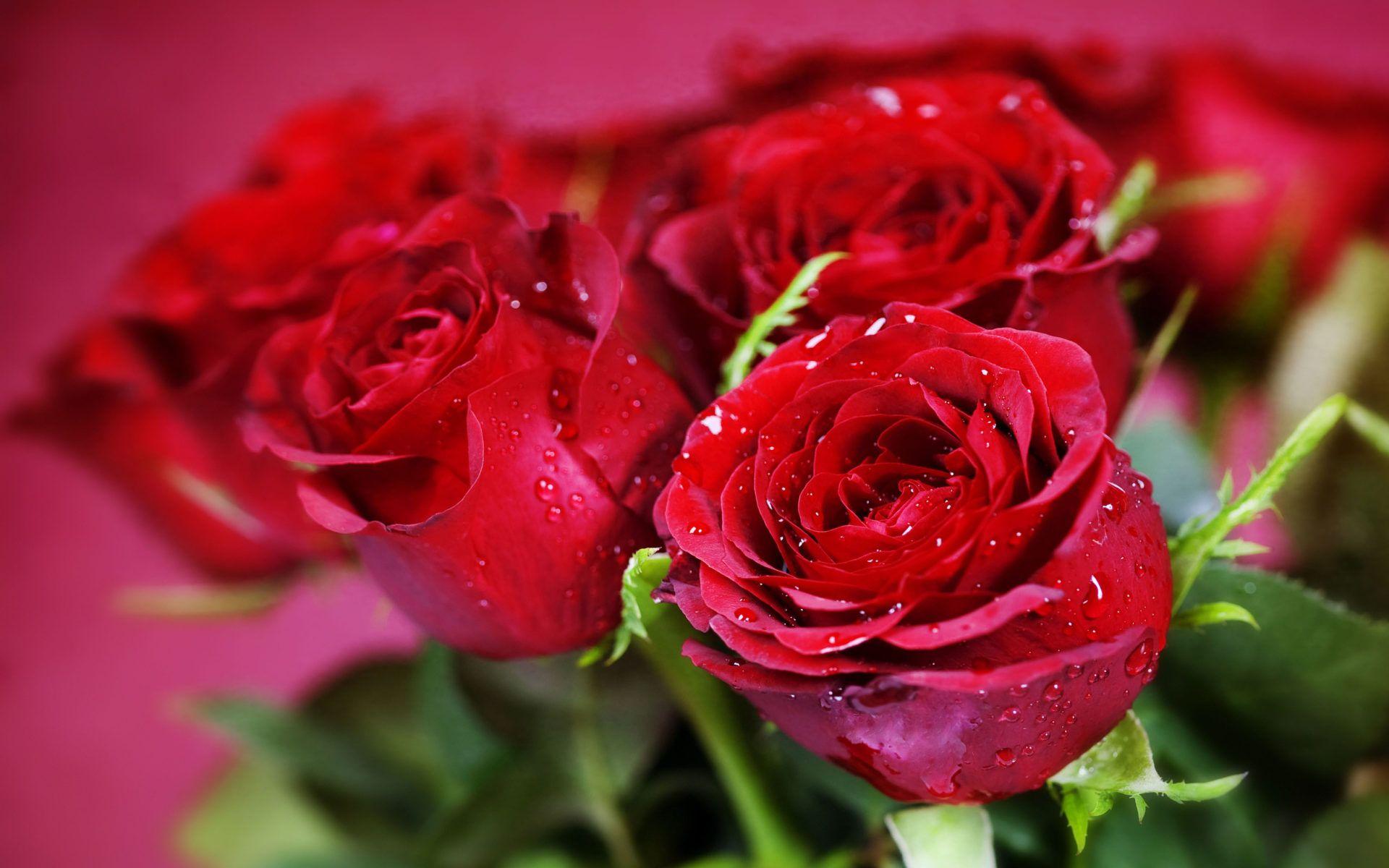 1920x1200 Nature Plants Red Roses Flowers Three Beautiful Roses Valentine's Day Flowers Wallpaper :