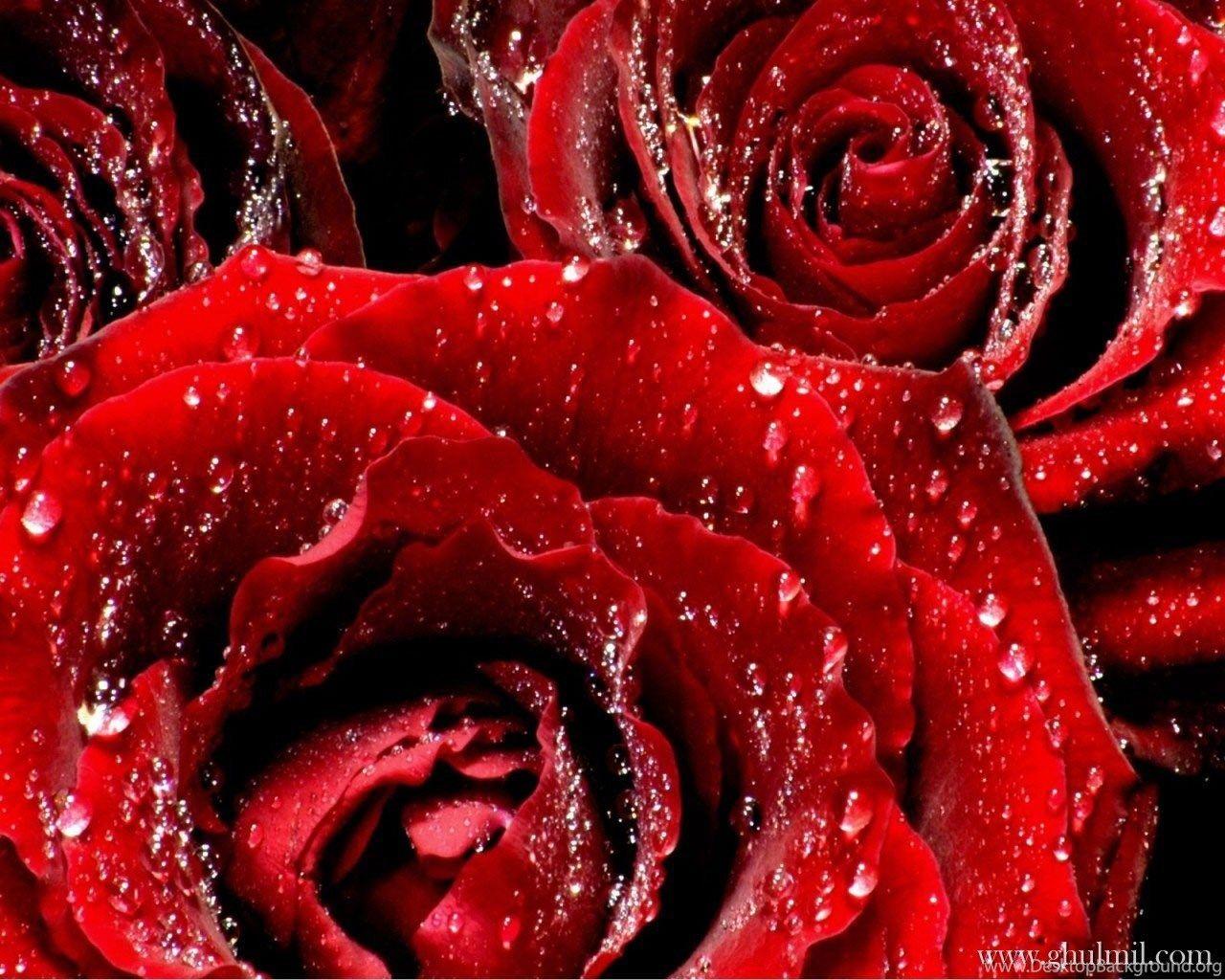 Beautiful Roses Wallpapers - Top Free Beautiful Roses Backgrounds ...