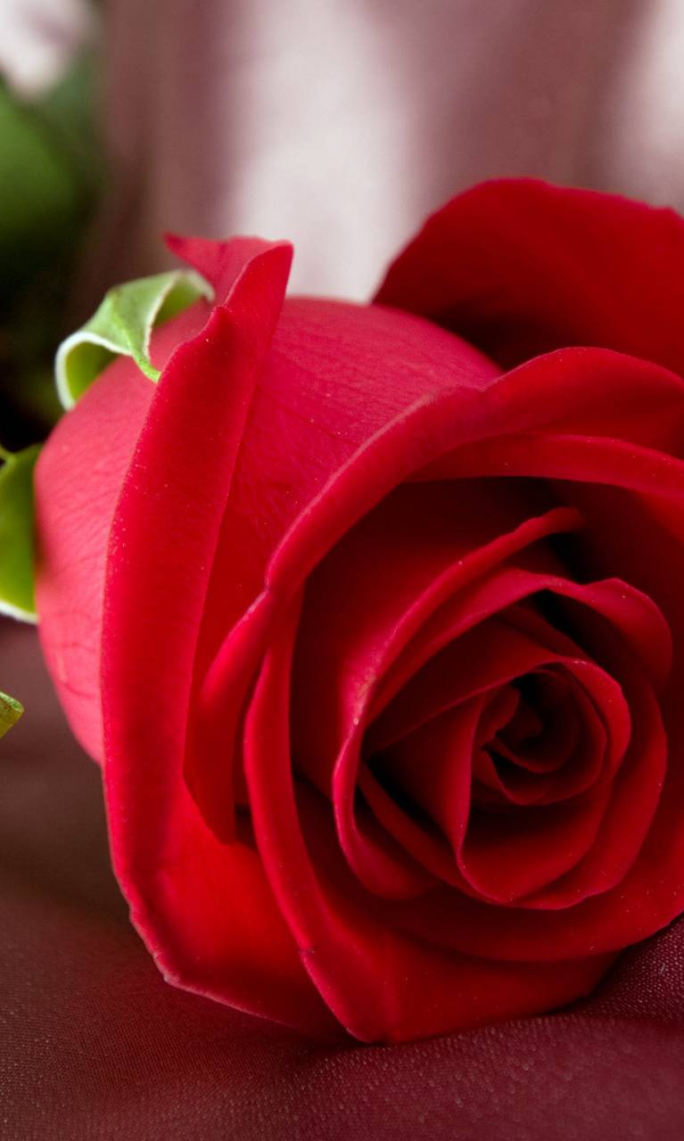 Beautiful Roses Wallpapers - Top Free Beautiful Roses Backgrounds ...