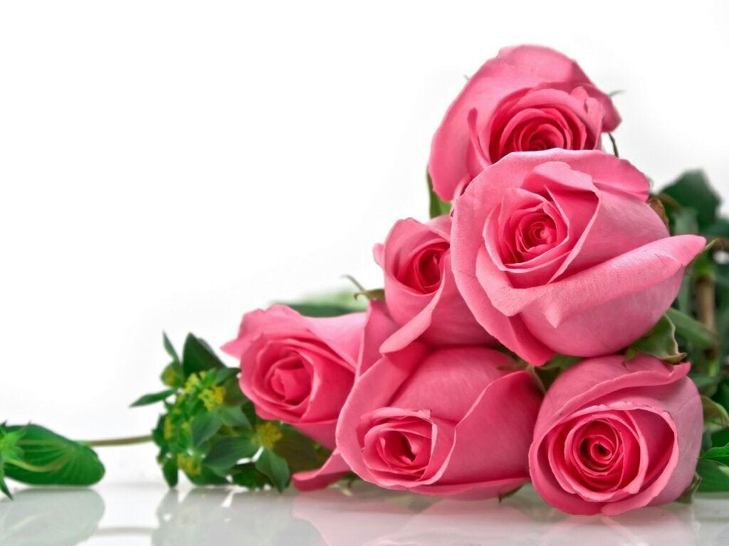 1024x768 Beautiful Rose Flower Wallpaper